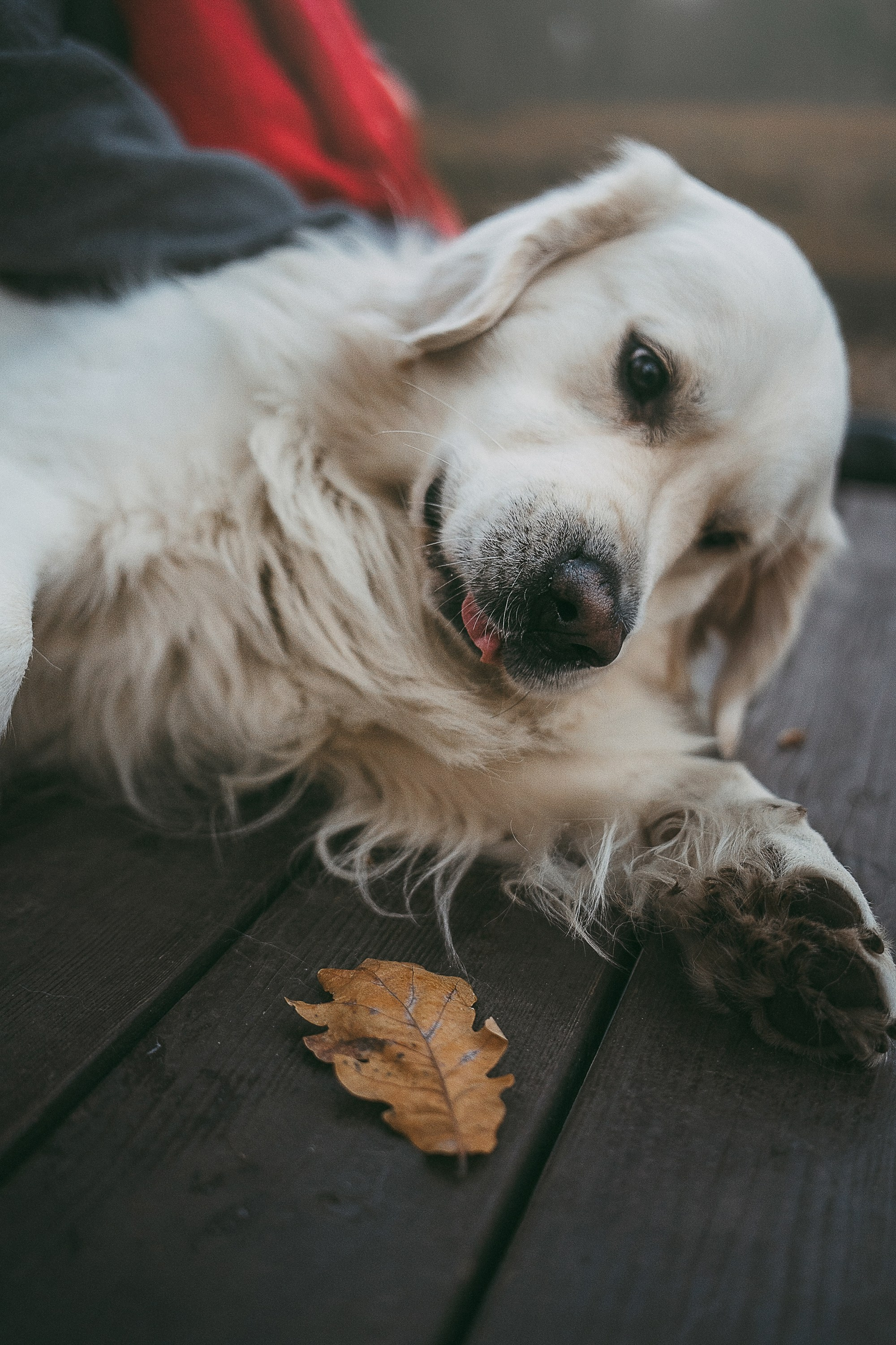 Лена и Мерлин. Фотограф анималист в Москве и Санкт-Петербурге Свиридова Анна