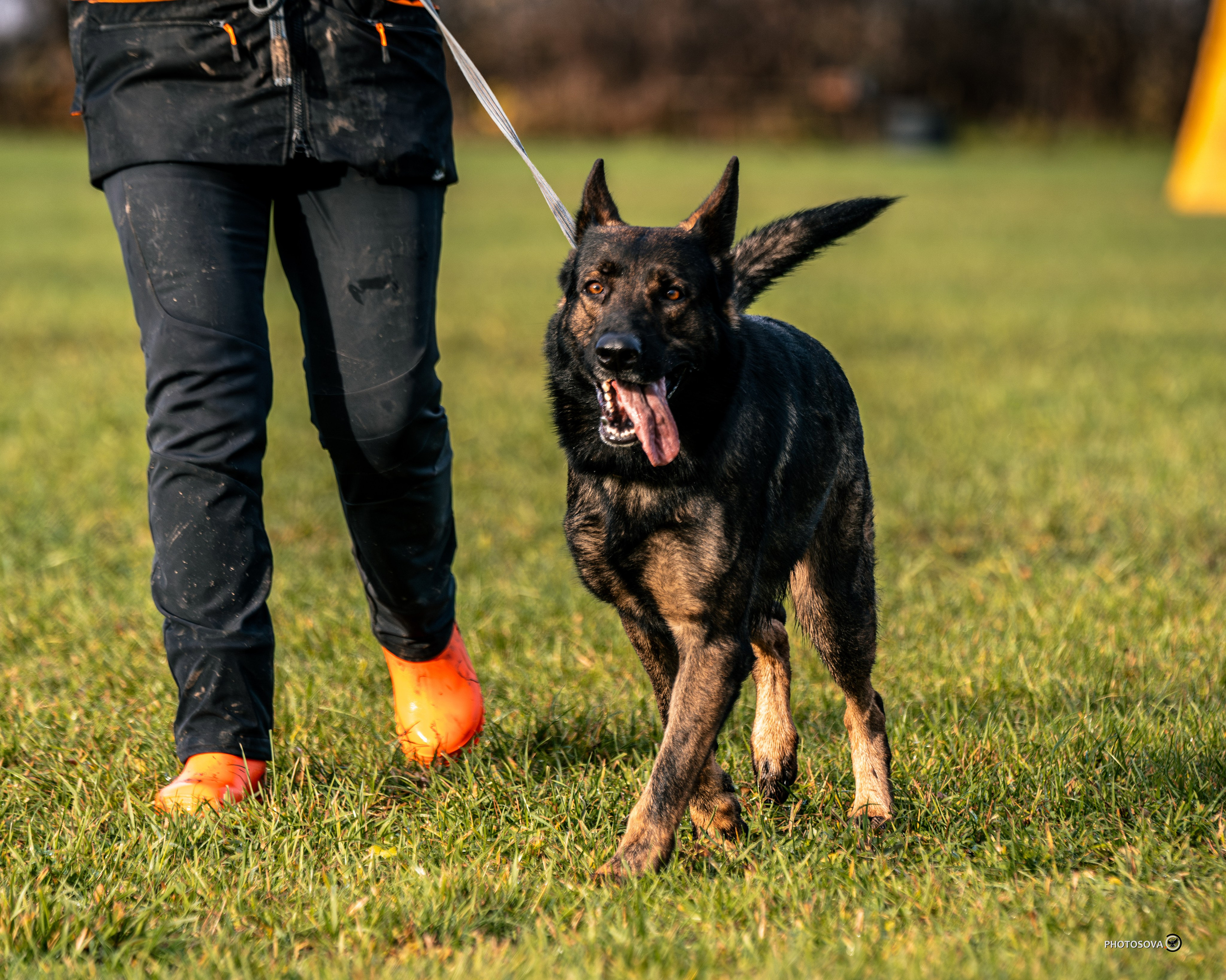 МЫ — КОМАНДА (соревнования) OKD, BH, IBGH, IGP. Фотограф-анималист, семейный фотограф в Москве и Подмосковье. Фотосъёмка кинологических дисциплин