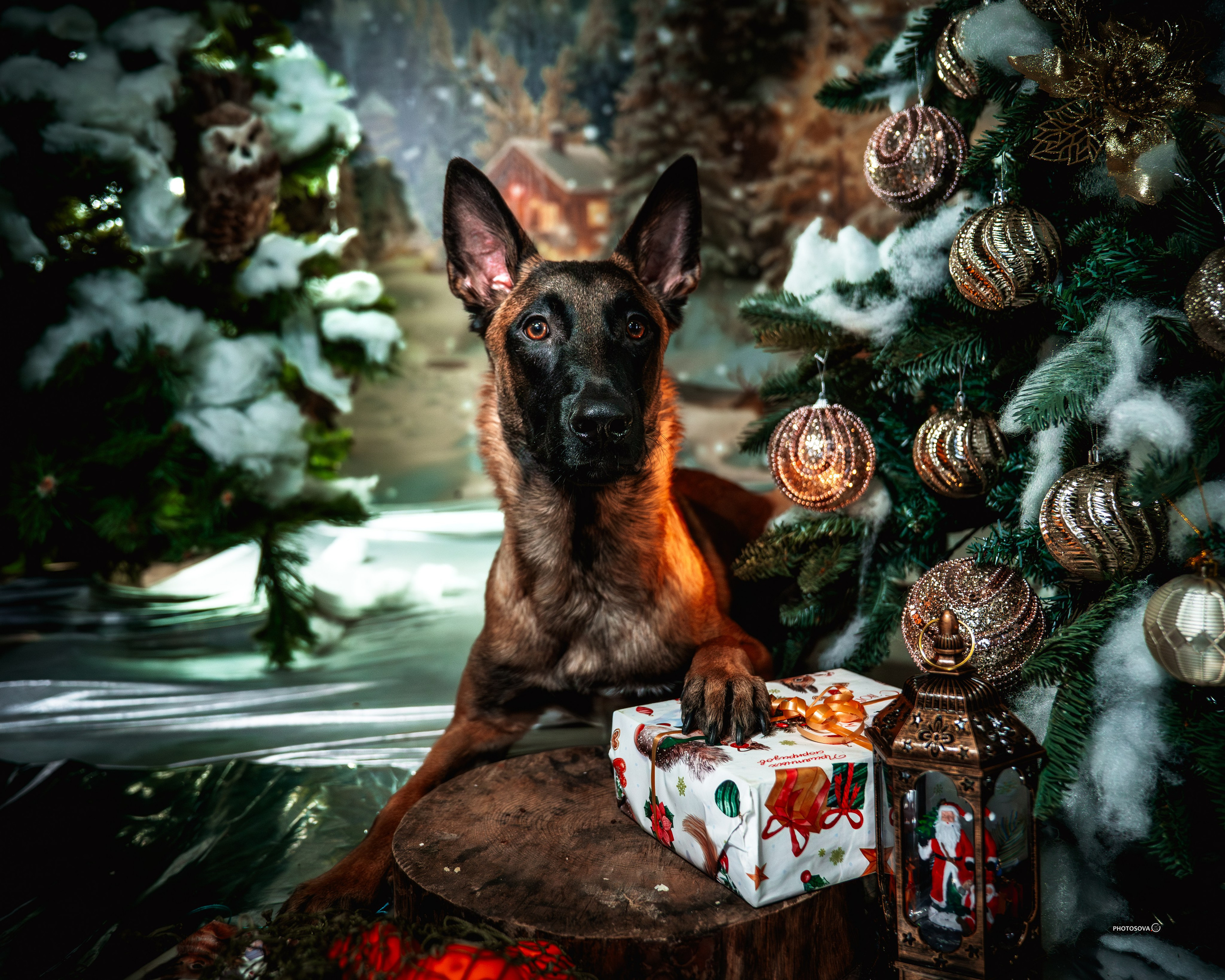 ФОТОПАМЯТЬ ВАШИХ ЭМОЦИЙ. Фотограф-анималист, семейный фотограф в Москве и Подмосковье. Фотосъёмка кинологических дисциплин