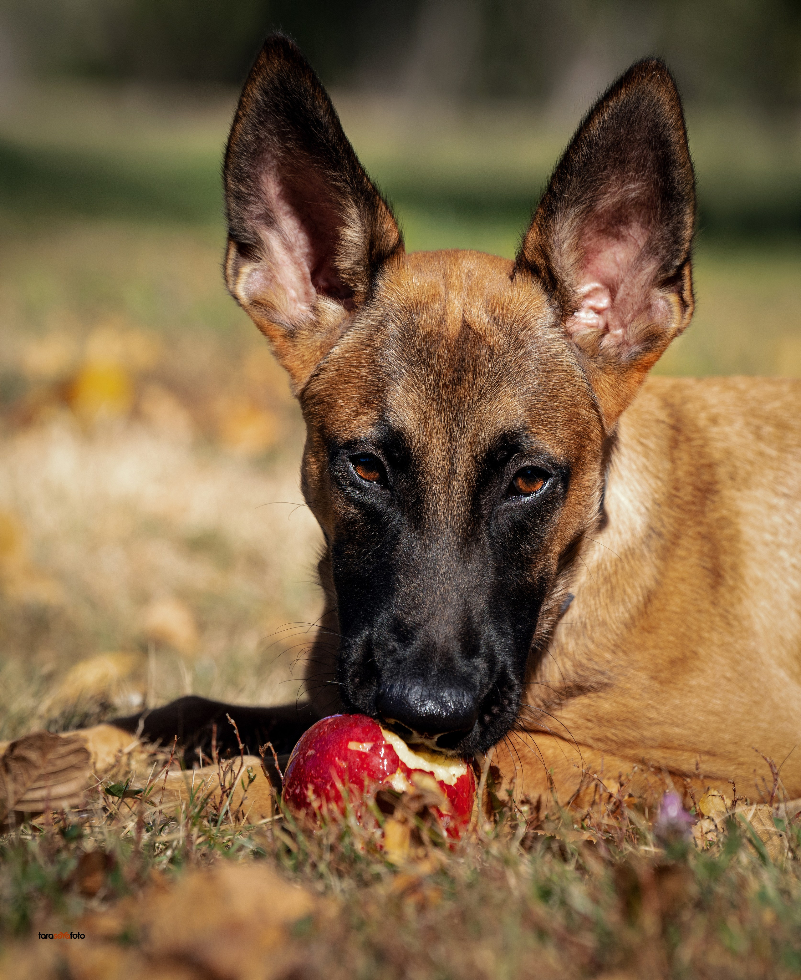 ФОТОПАМЯТЬ ВАШИХ ЭМОЦИЙ. Фотограф-анималист, семейный фотограф в Москве и Подмосковье. Фотосъёмка кинологических дисциплин