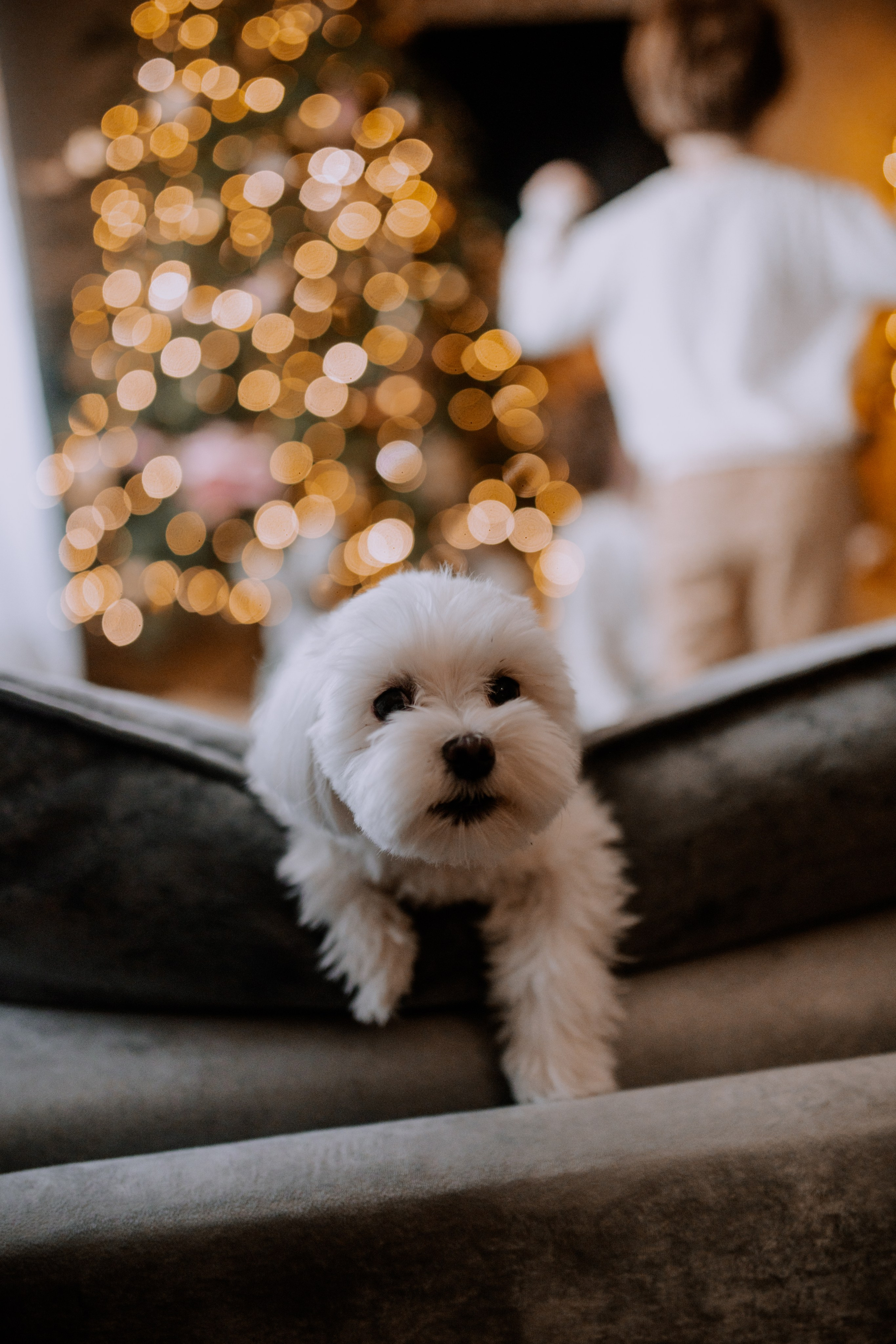 Уютный Новый год. Фотограф Шелудкова Яна, город Тюмень