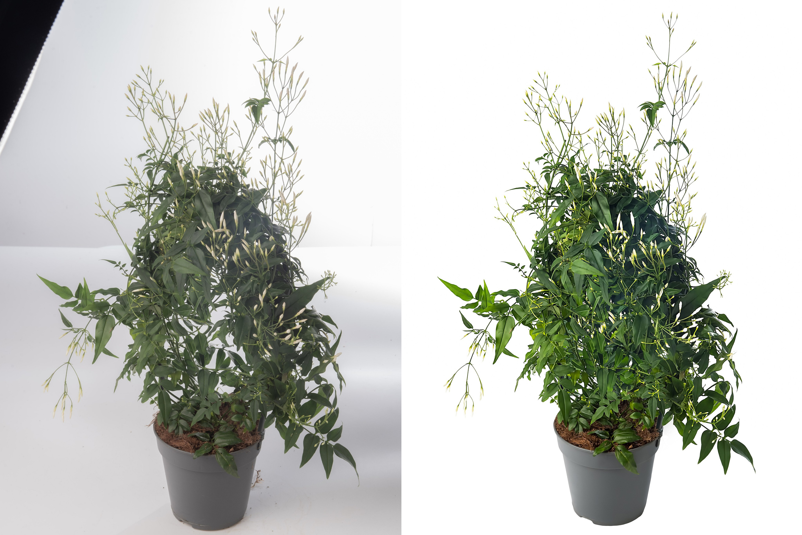 Ретушь растений и овощей | Студия SVITHART