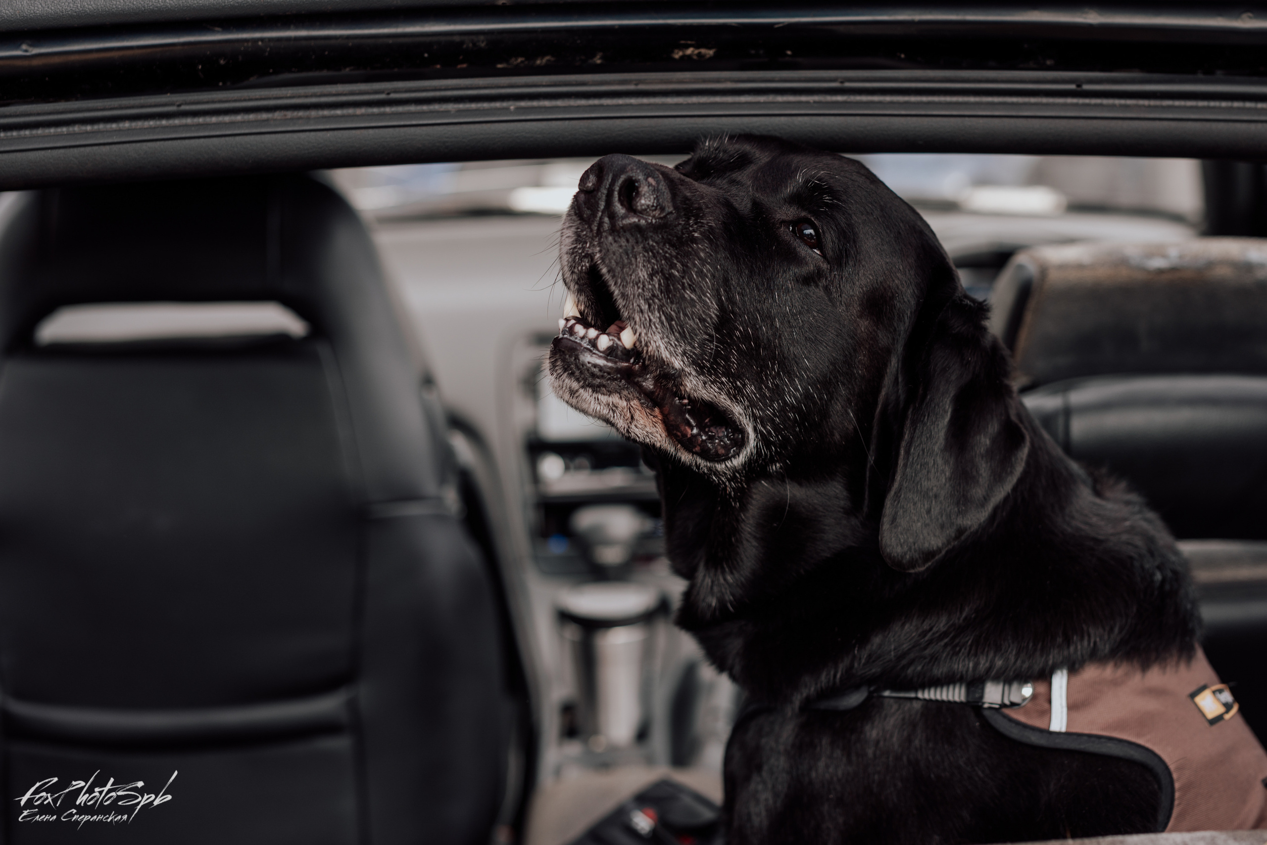 Открытие кабрио сезона 2022. Фотограф в Санкт-Петербурге и Ленинградской области