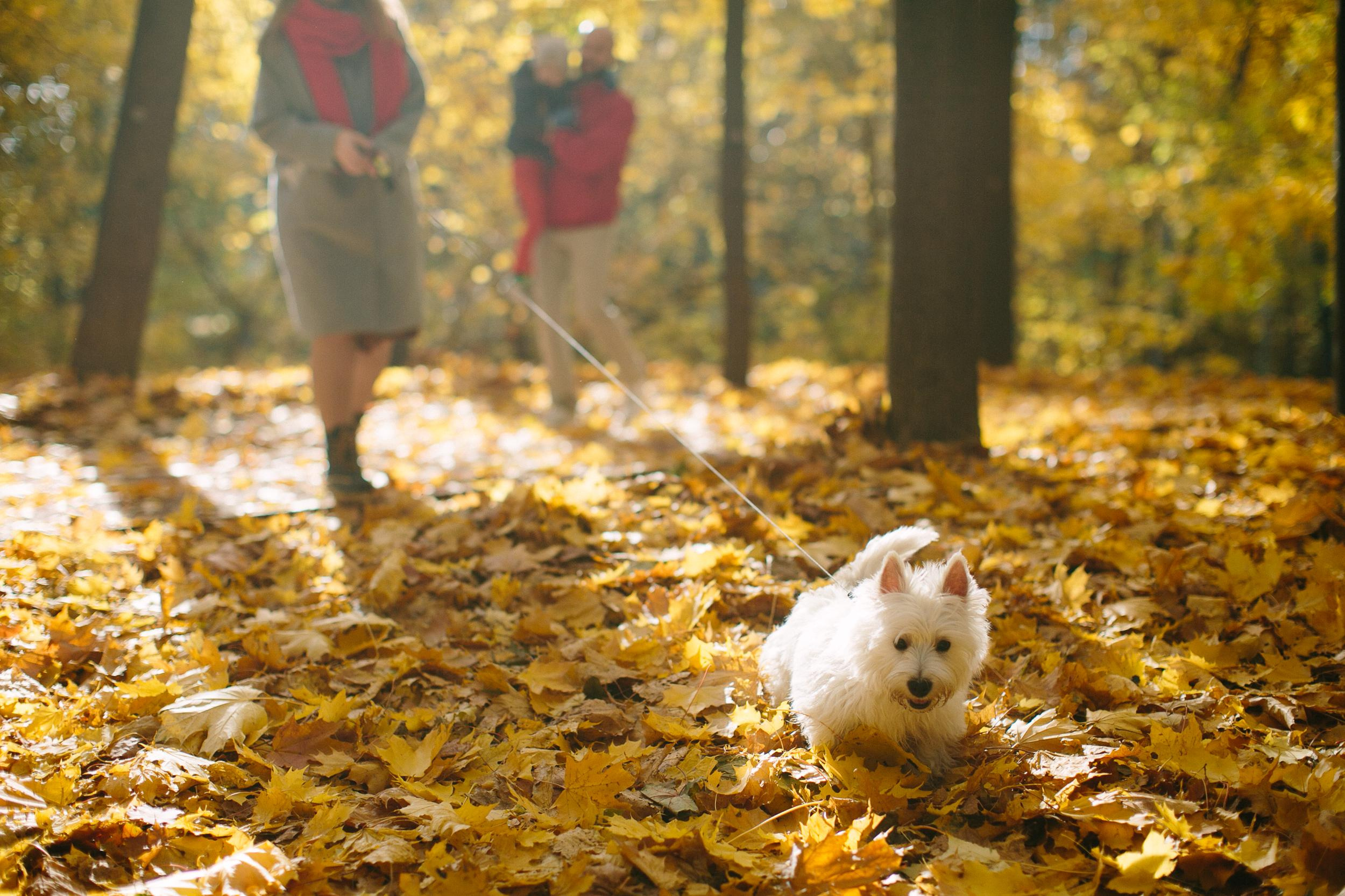 Алена и семья. Семейный фотограф Евгения Сурина