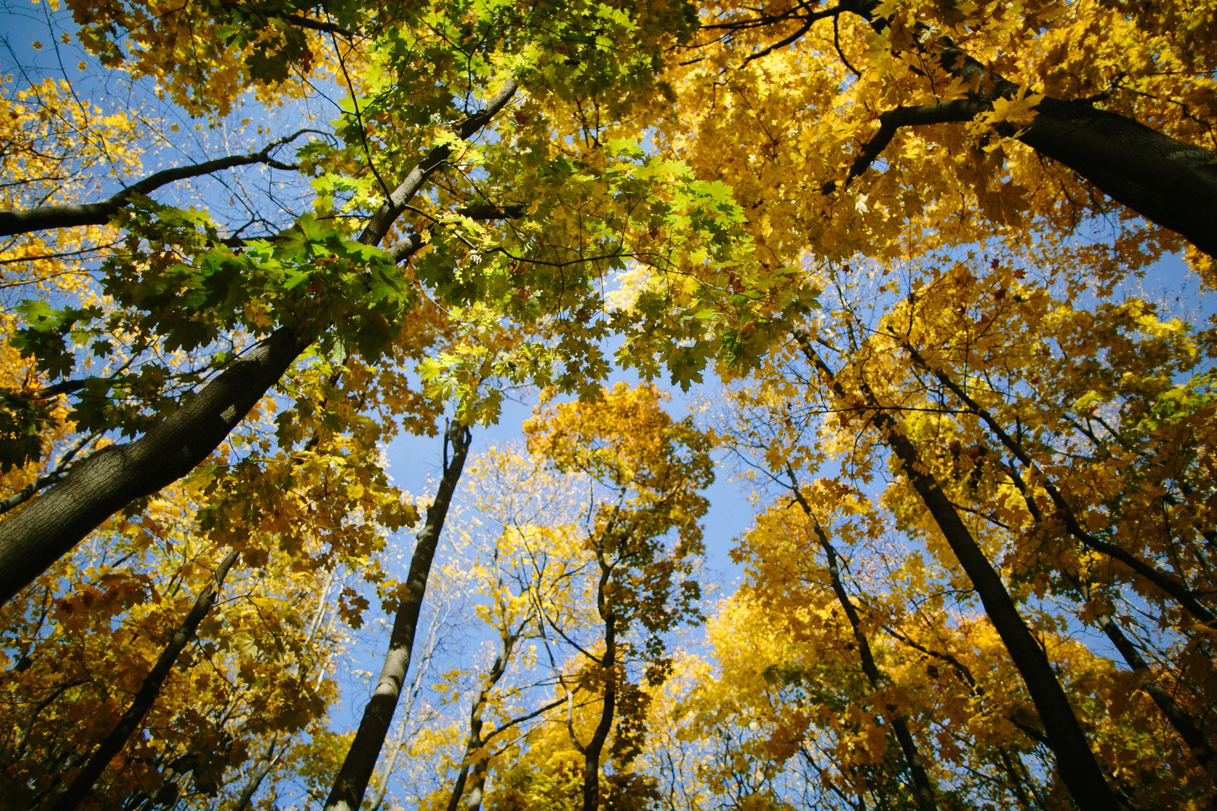Алена и семья. Семейный фотограф Евгения Сурина