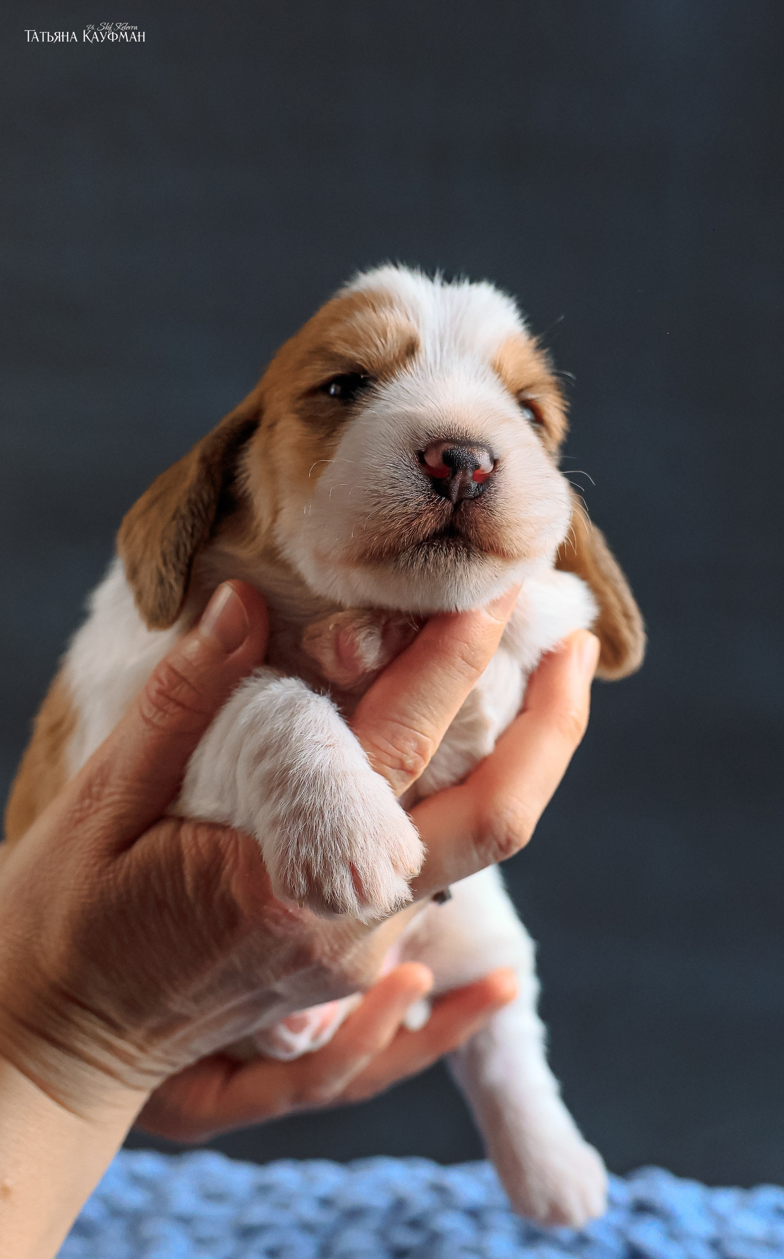 Малые вандейские бассет гриффоны. PVBG. Petit vandeen basset griffon, щенки в новосибирске. Питомник White Rivendel