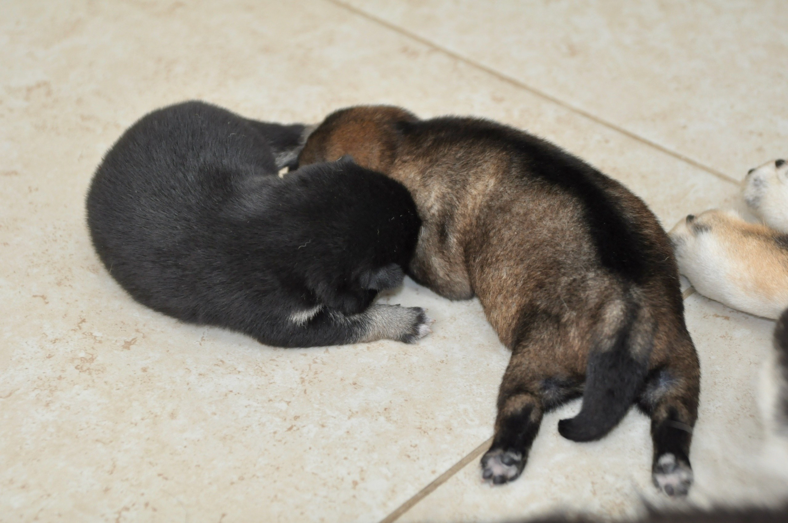 Шаман (сезам) * Шу_ Шаолинь Цукан. AMERICAN AKITA RUBYLIGHT KENNEL I SHIBA-INU