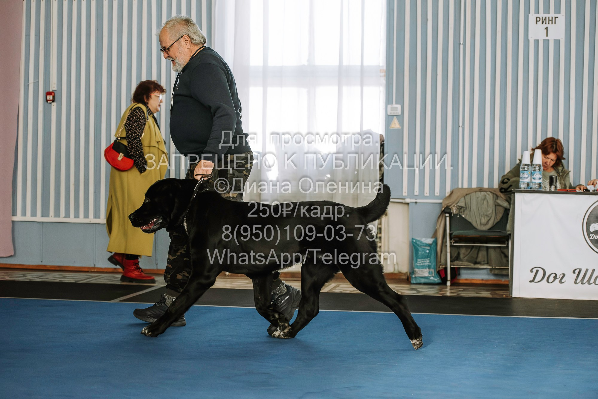 Выставка собак Красноярск 29.10.2023. Фотограф Диана Оленина Красноярск / Братск