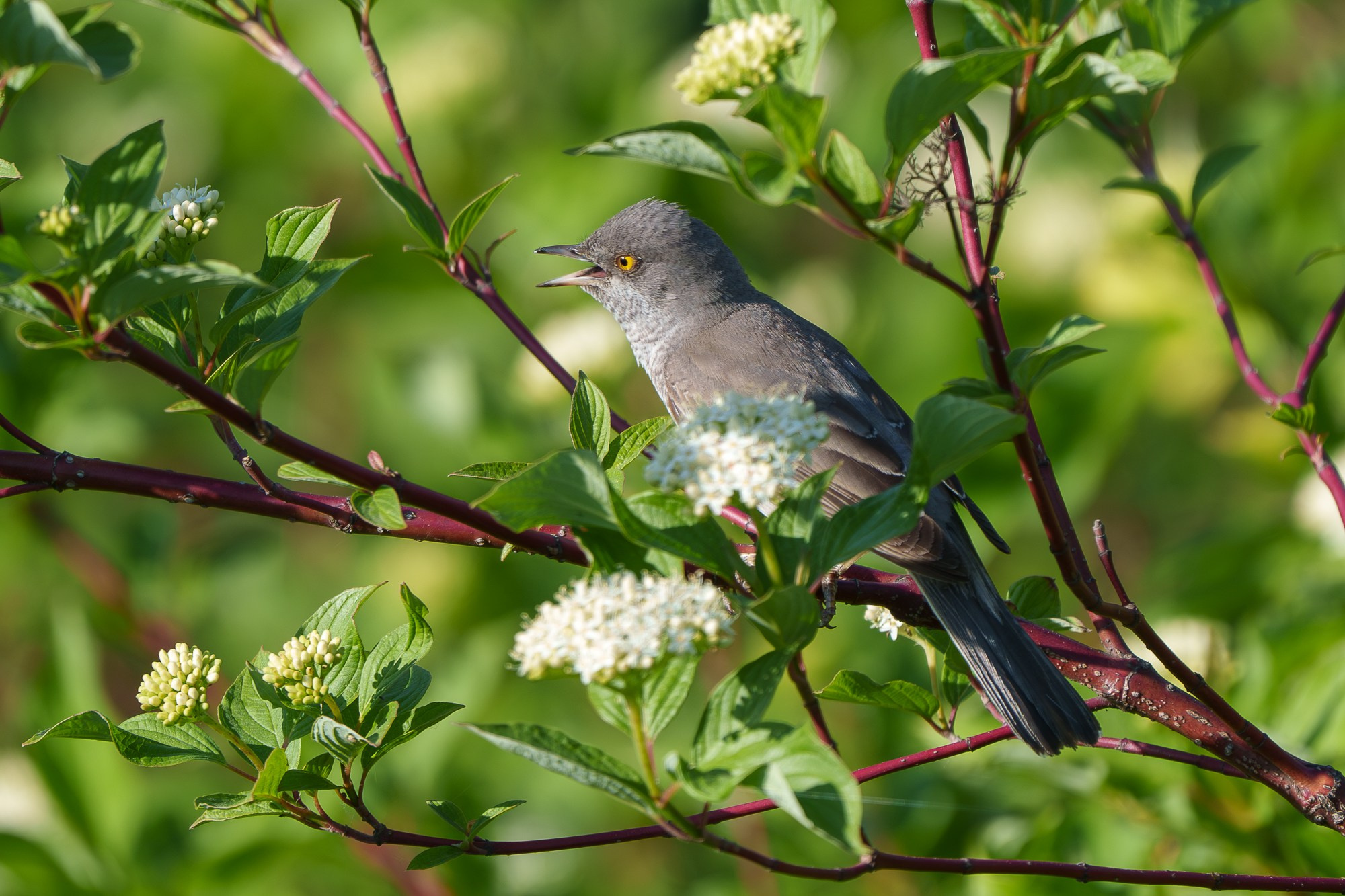 Удивительные мир птиц. Вокруг нас столько прекрасного — присмотритесь!. Ваш личный фотограф Марина Волкова