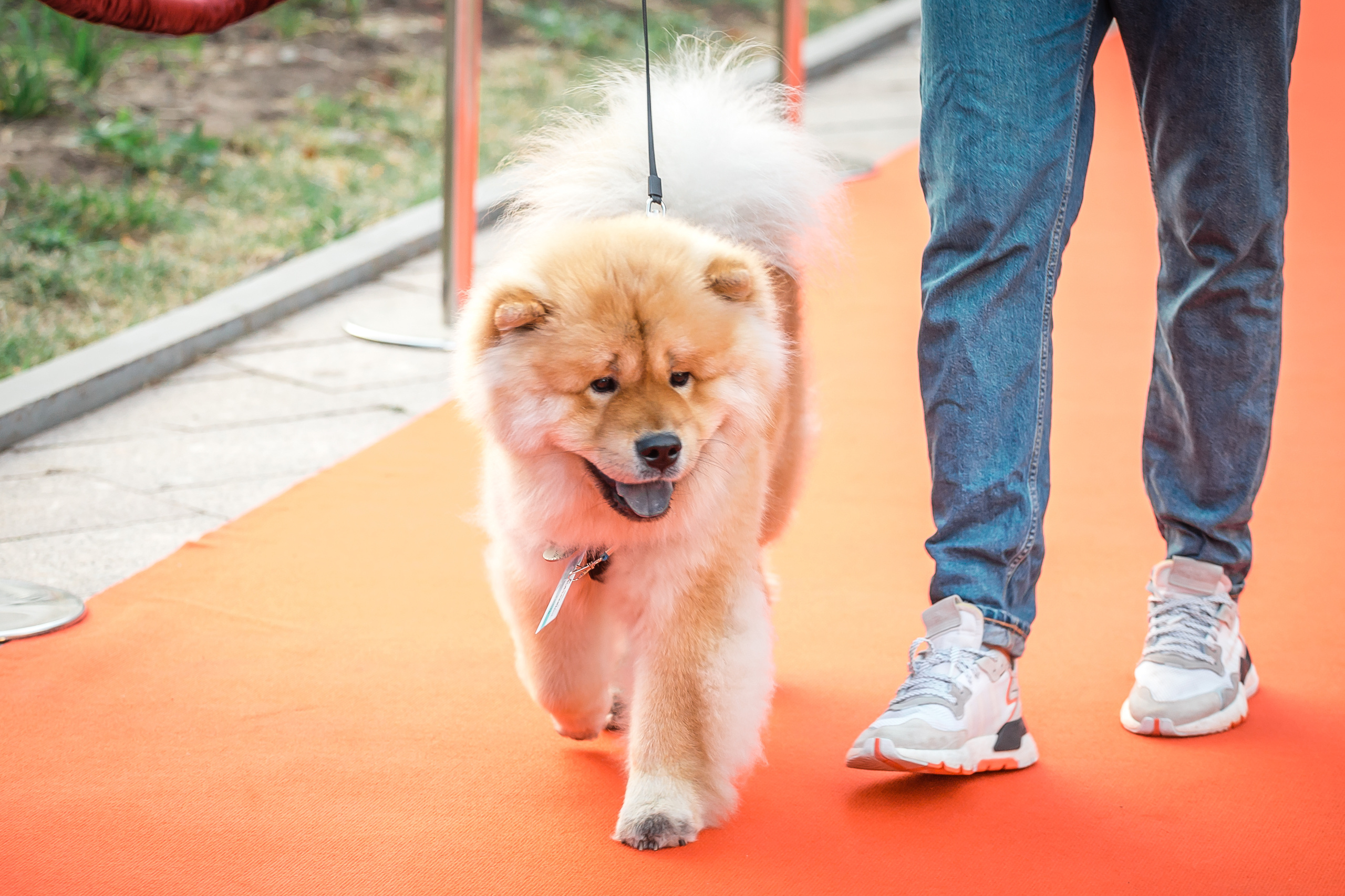 ГОРЬКИЙ FEST — красная дорожка. Фотографиня Мария Дикова