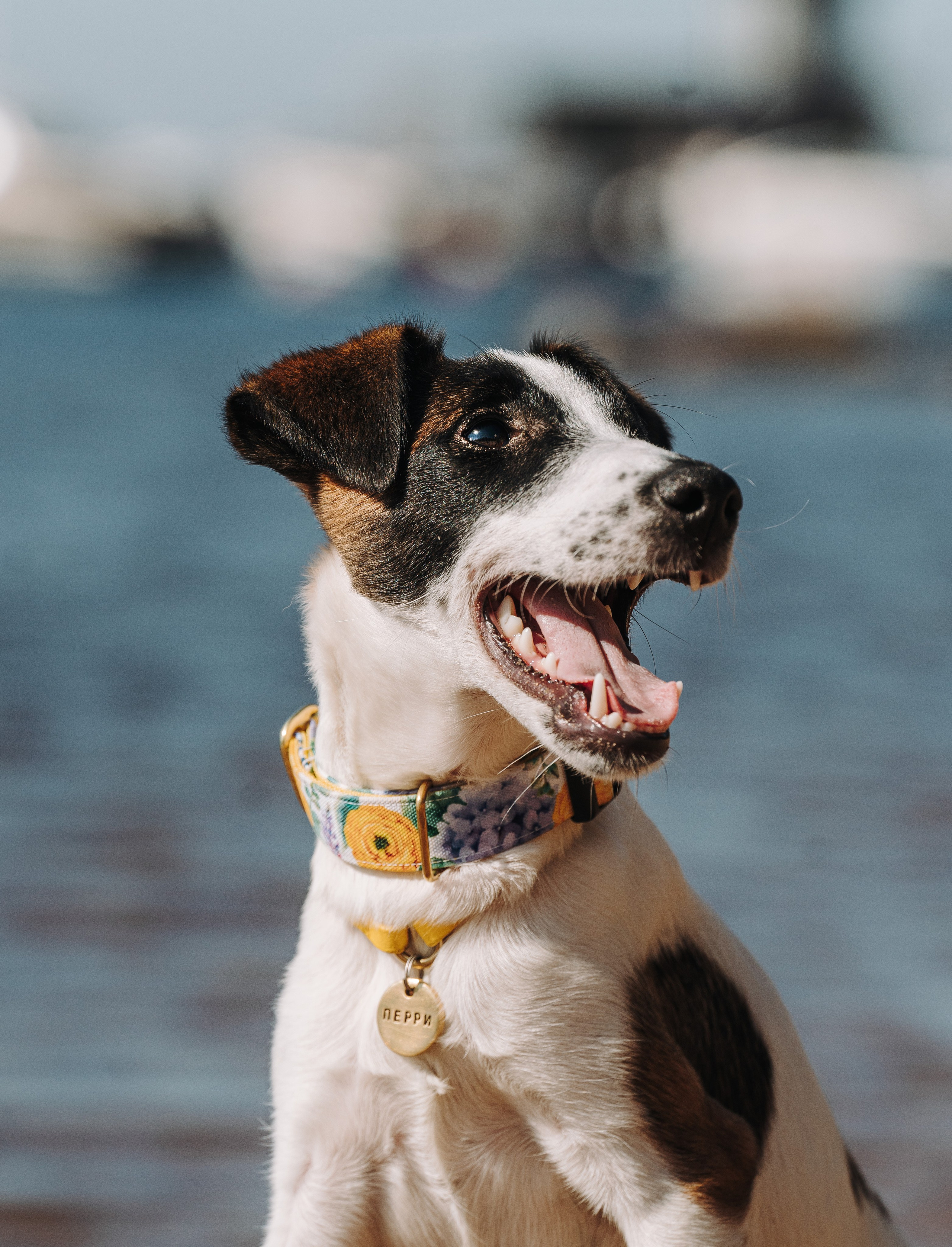 Ксения и Перри. Фотограф анималист в Спб недорого Олеся Майорова