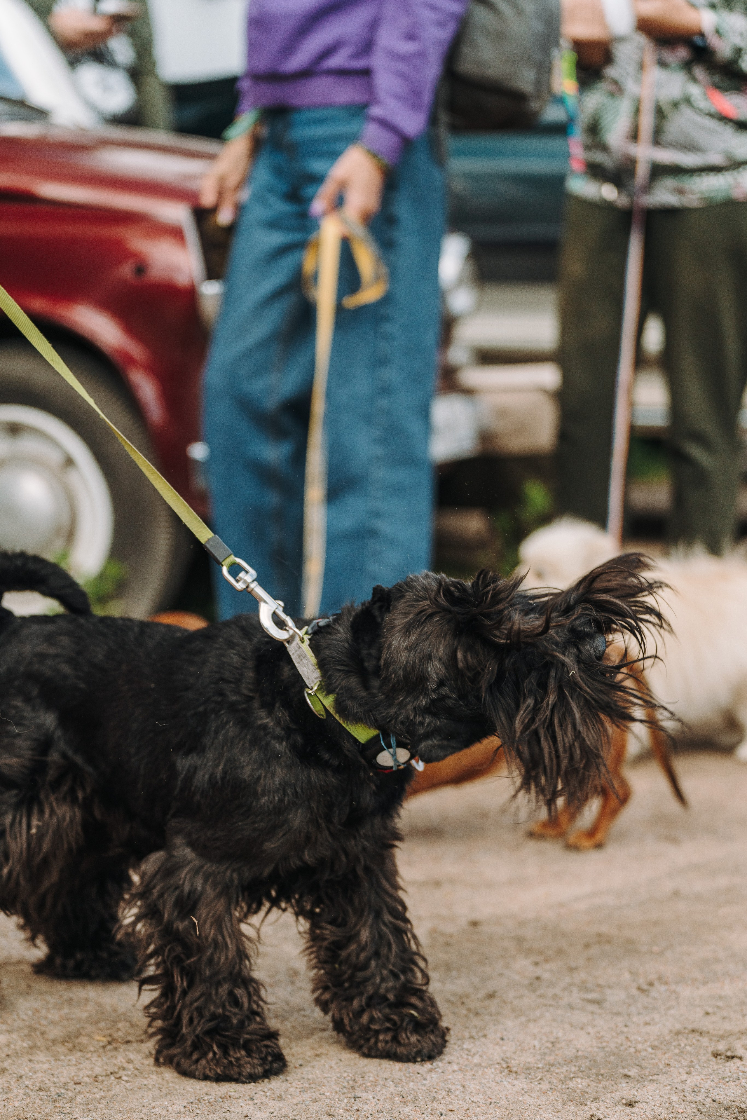 Соревнования по ноузворку. Фотограф анималист в Спб недорого Олеся Майорова