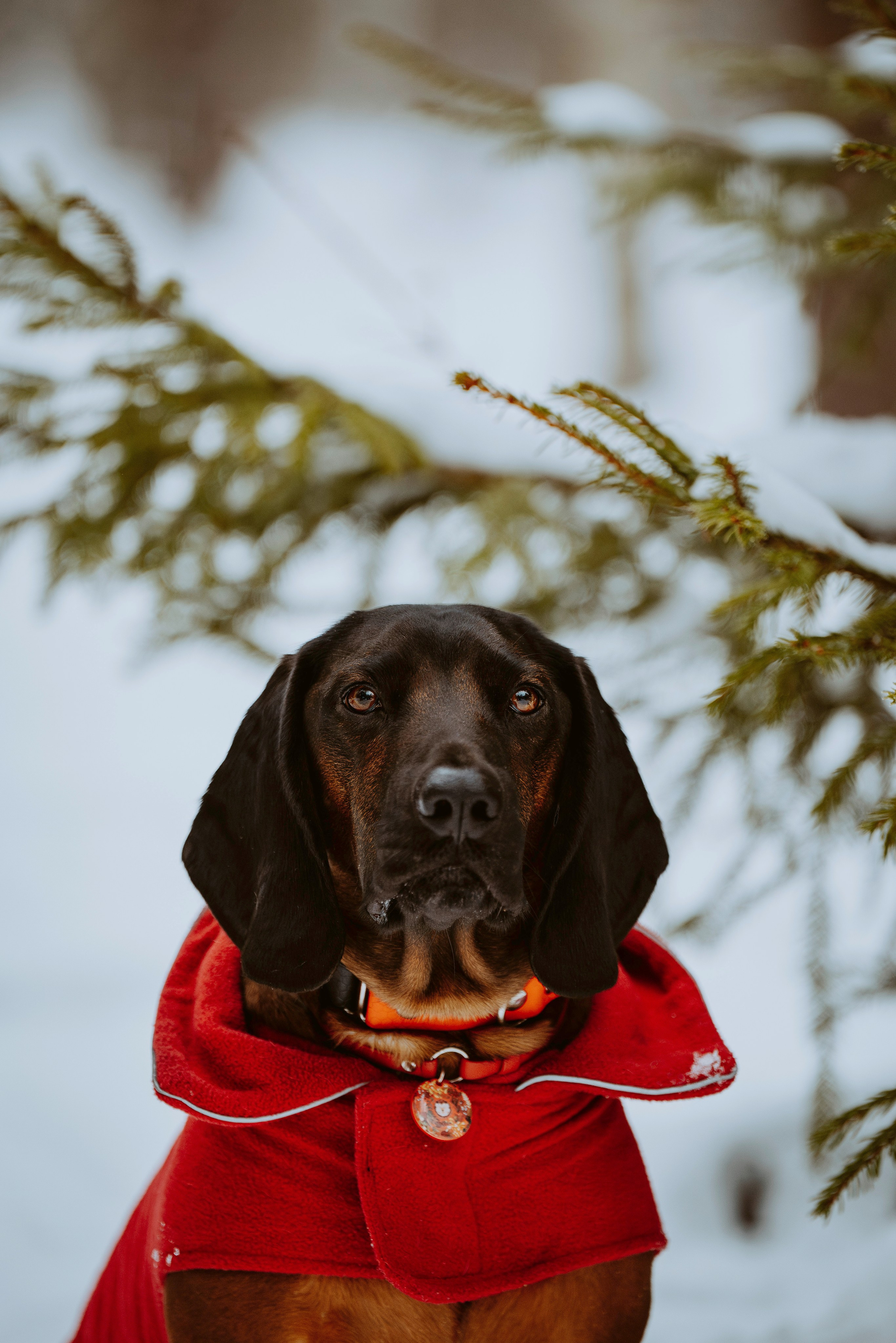 Ольга, Рора и Румпель. Фотограф анималист в Спб недорого Олеся Майорова