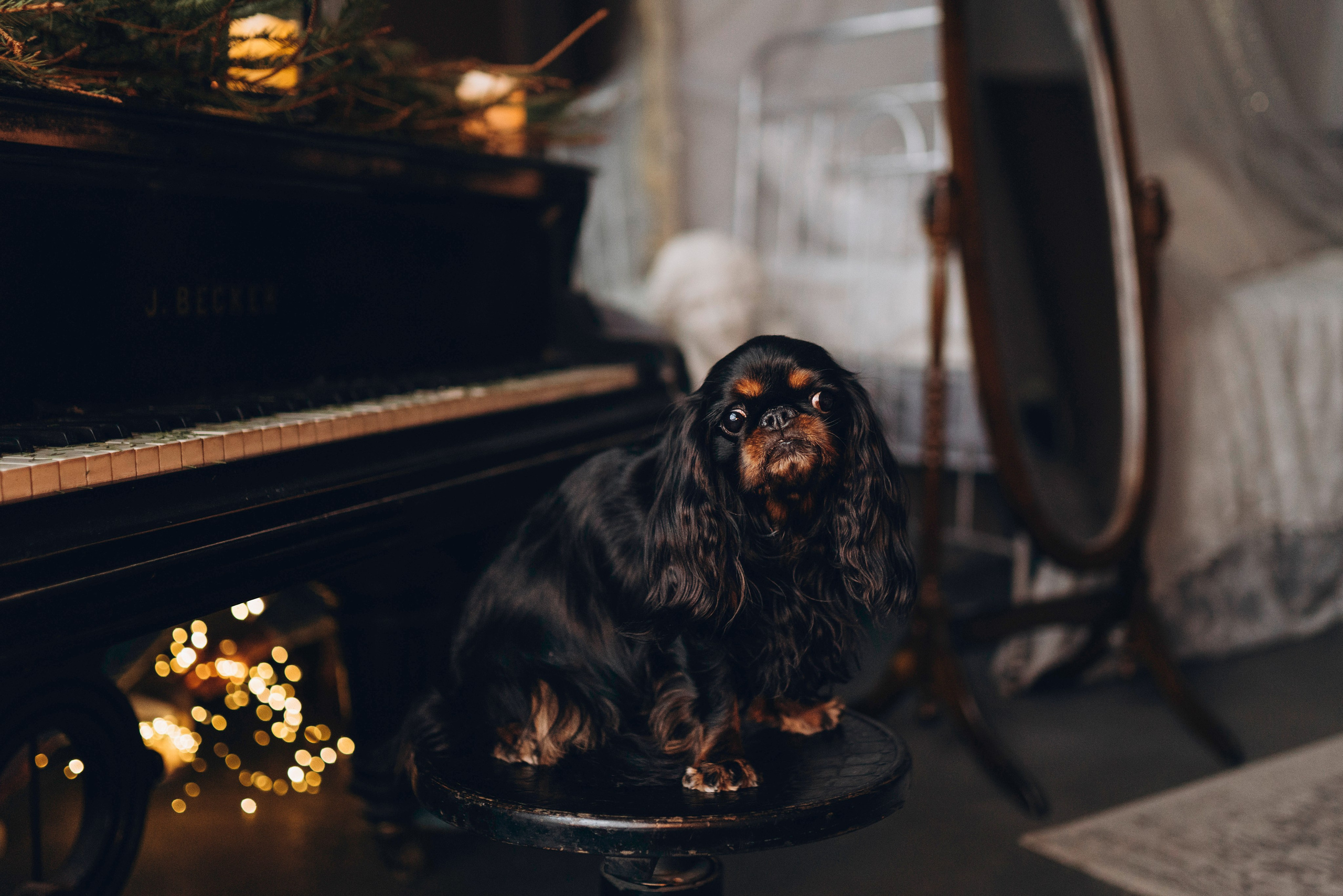 Ариша и её семья. Фотограф анималист в Спб недорого Олеся Майорова