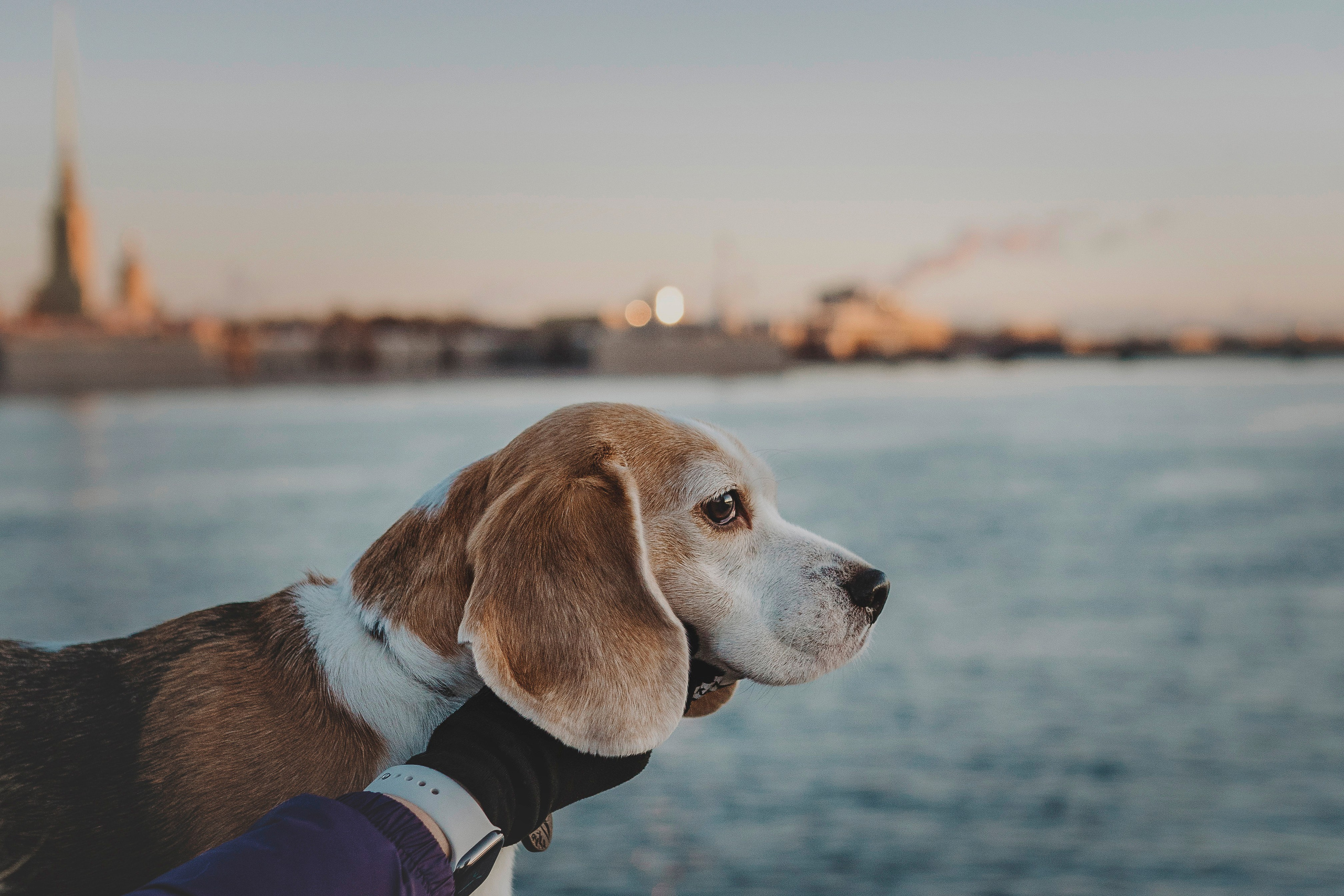 Ксения и Гаечка. Фотограф анималист в Спб недорого Олеся Майорова