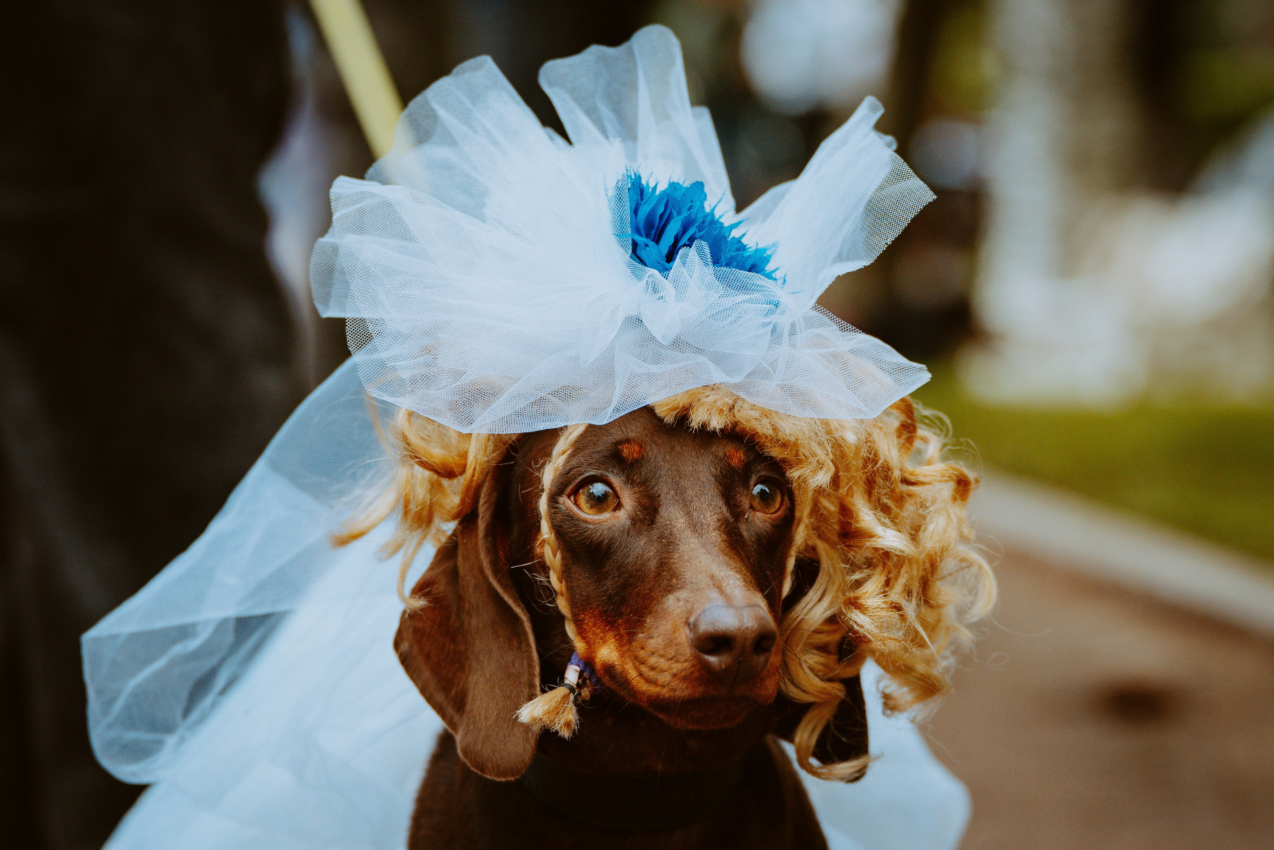 Такспарад. Фотограф анималист в Спб недорого Олеся Майорова