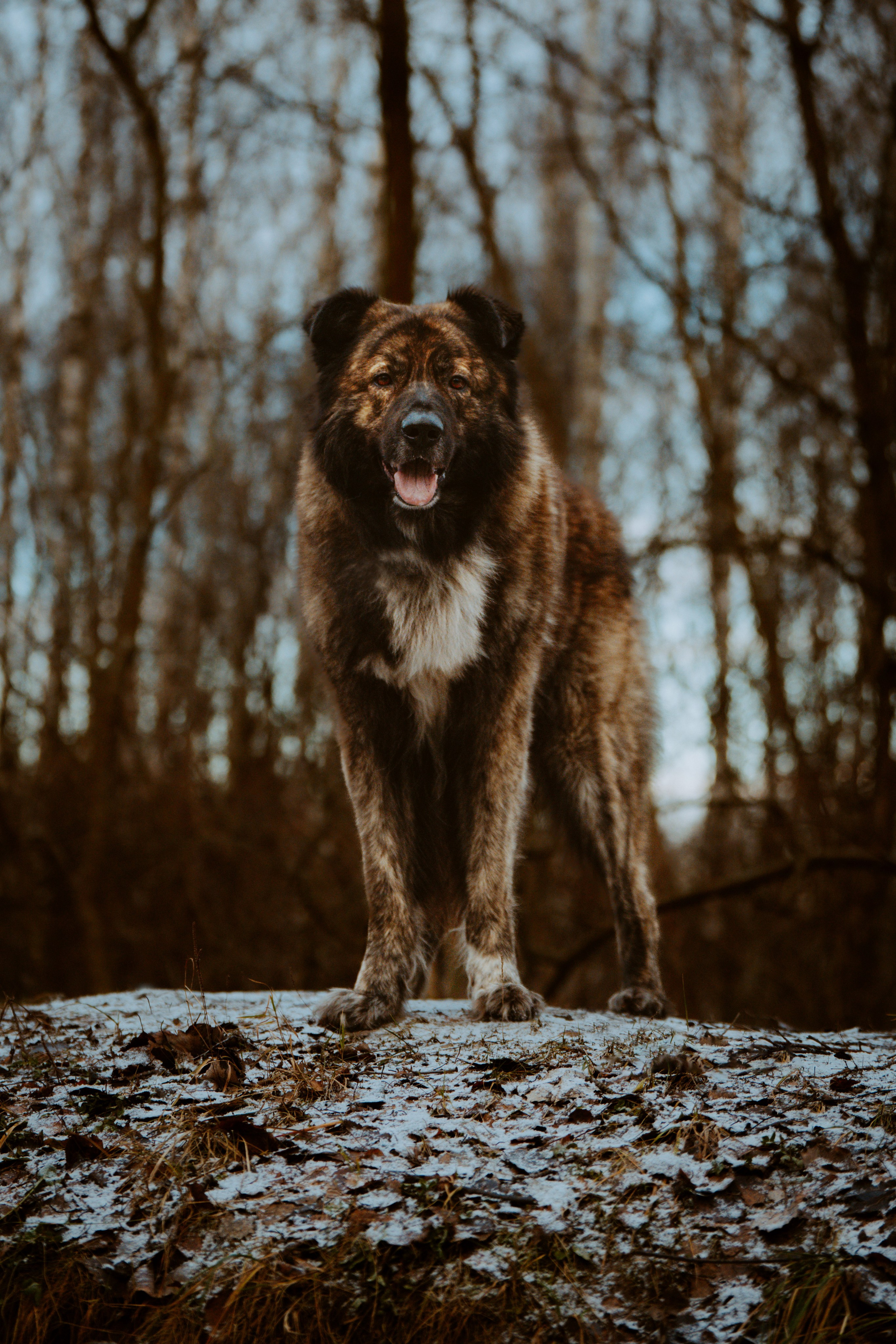 Творческая фотосессия фотографа анималиста. Фотограф анималист в Спб недорого Олеся Майорова