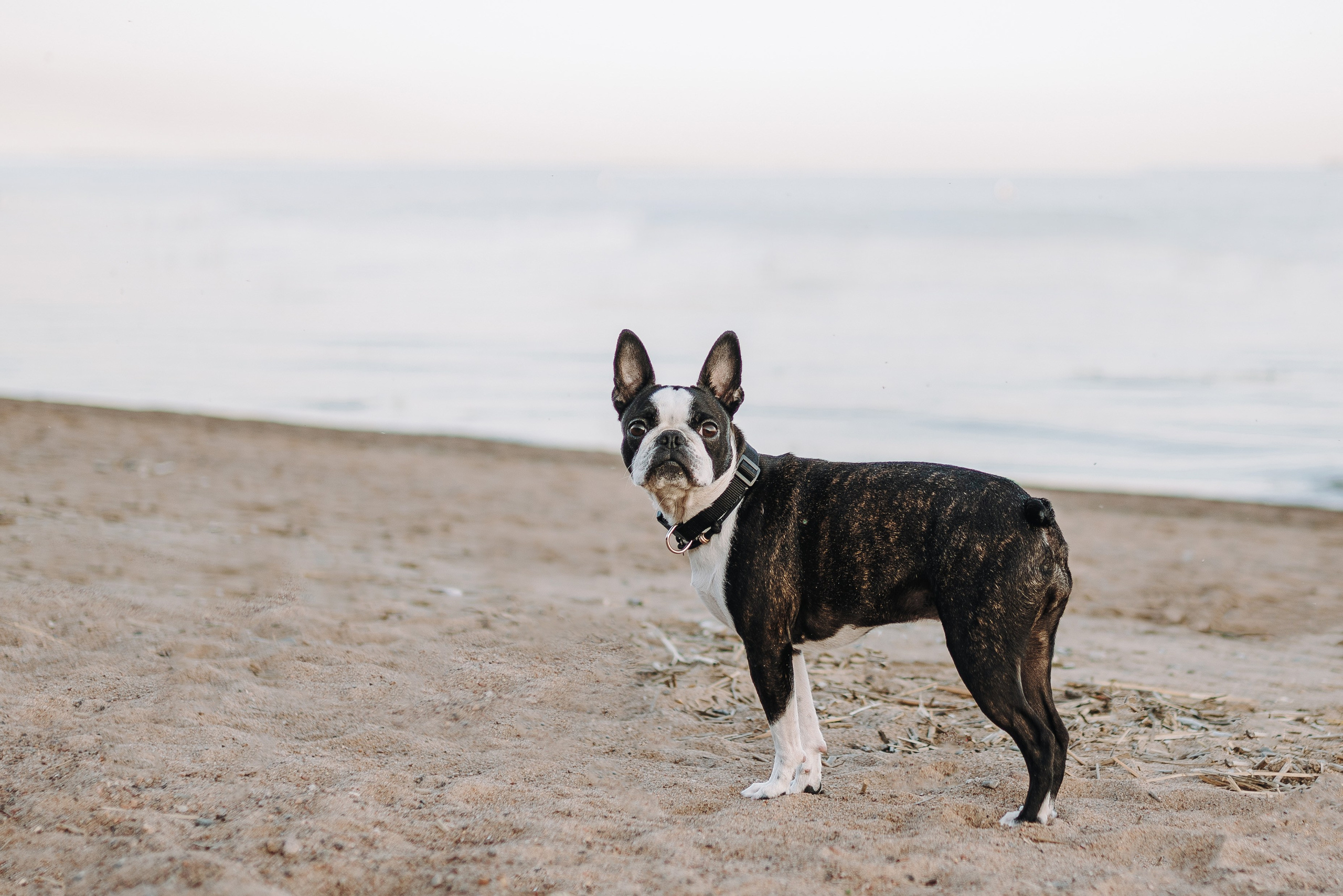 Анаита и Дора. Фотограф анималист в Спб недорого Олеся Майорова
