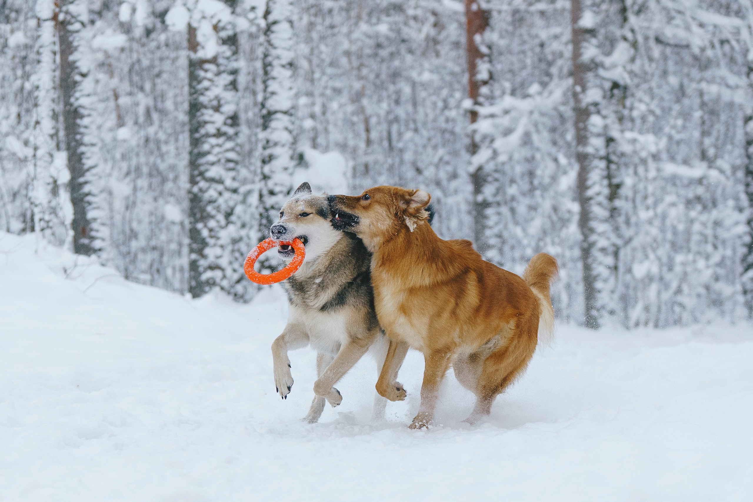 Рэй, Кузя, Ольга и Александр. Фотограф анималист в Спб недорого Олеся Майорова