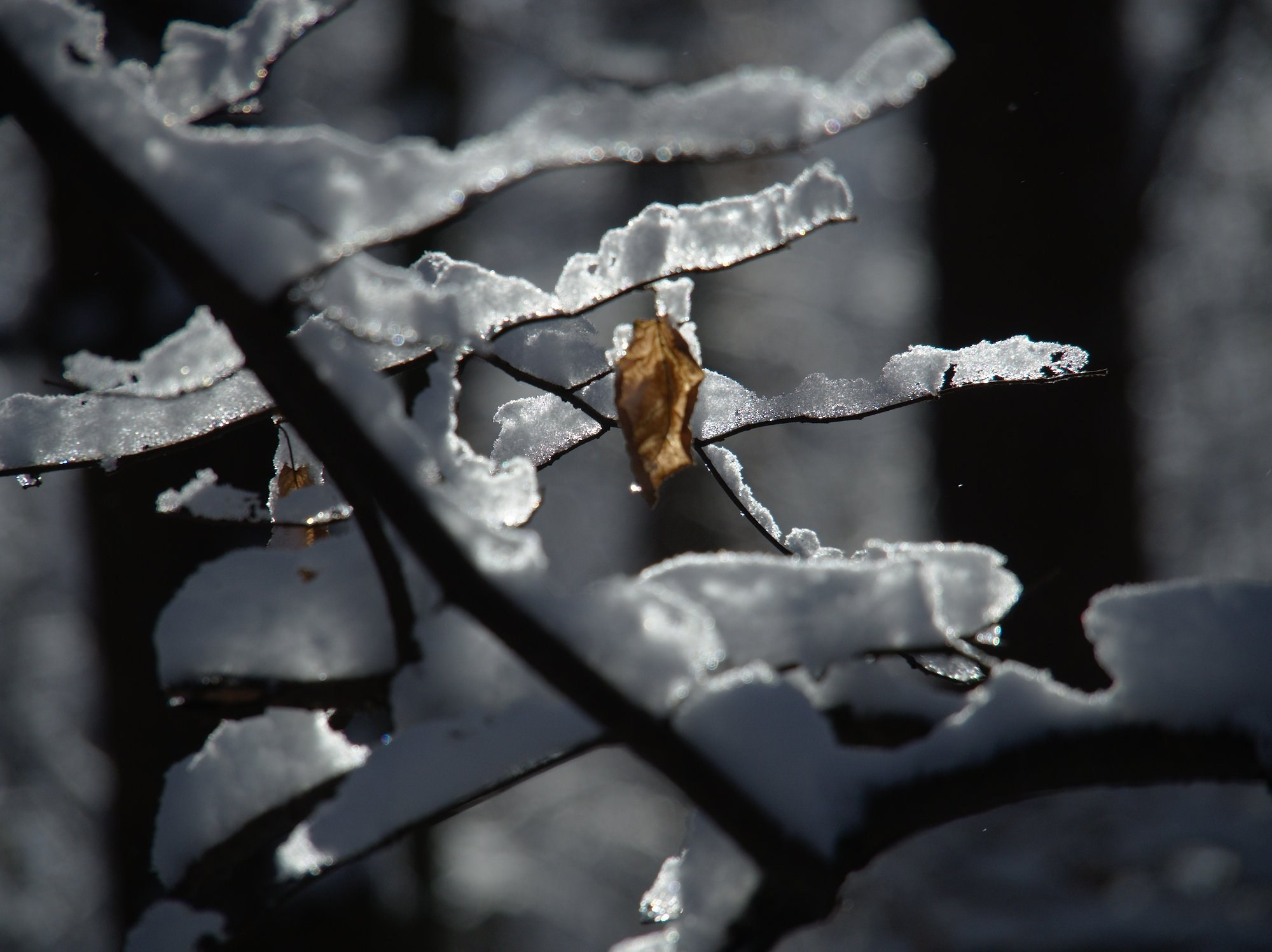 Лесное. Предметный фотограф Мария Белка