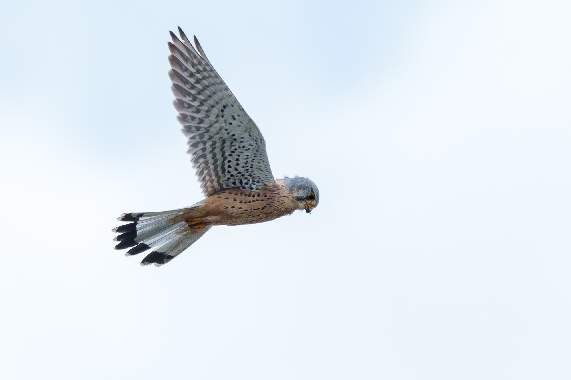 Удивительные мир птиц. Вокруг нас столько прекрасного — присмотритесь!. Ваш личный фотограф Марина Волкова