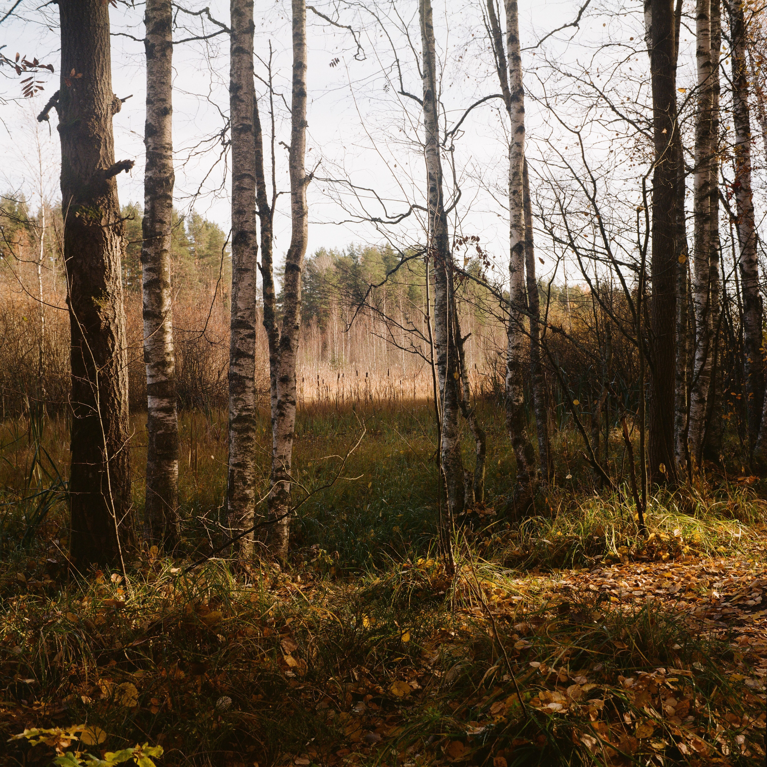 Плёнка 35/120мм. Katya Medvedeva