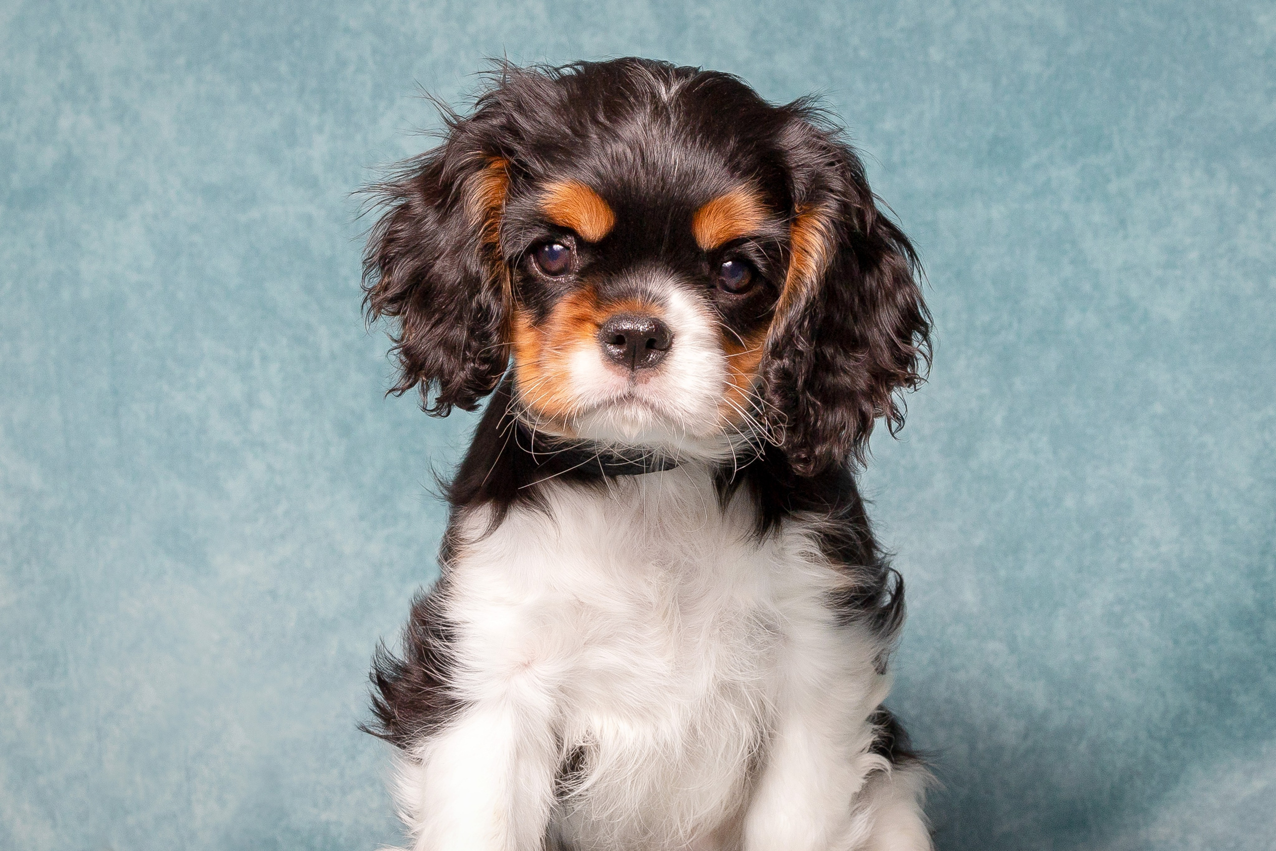 Кавалер Кинг Чарльз спаниель. Юлия Микульская. Рыбинск