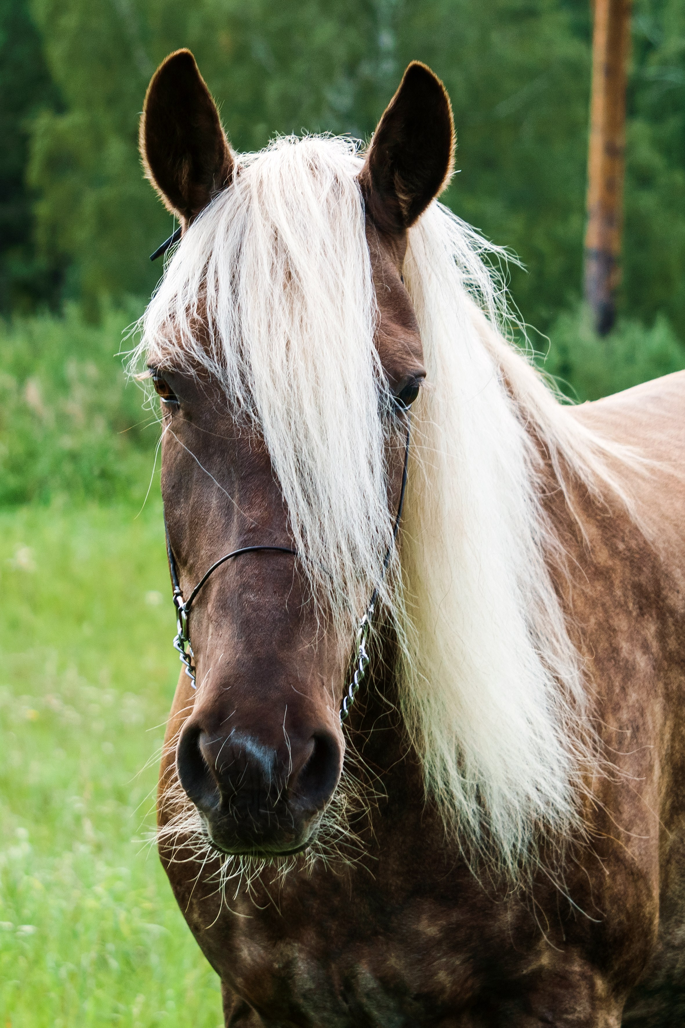 Life with horse. Saamill