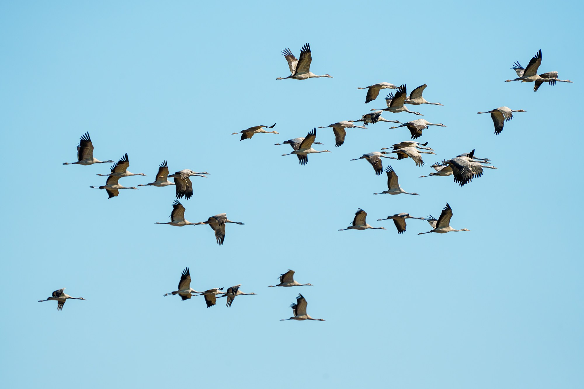Удивительные мир птиц. Вокруг нас столько прекрасного — присмотритесь!. Ваш личный фотограф Марина Волкова