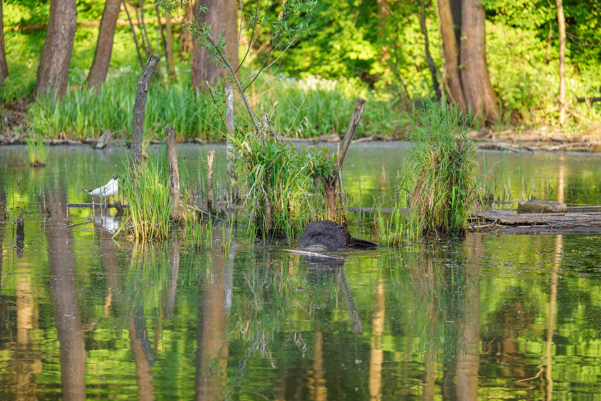 Животные. Ваш личный фотограф Марина Волкова