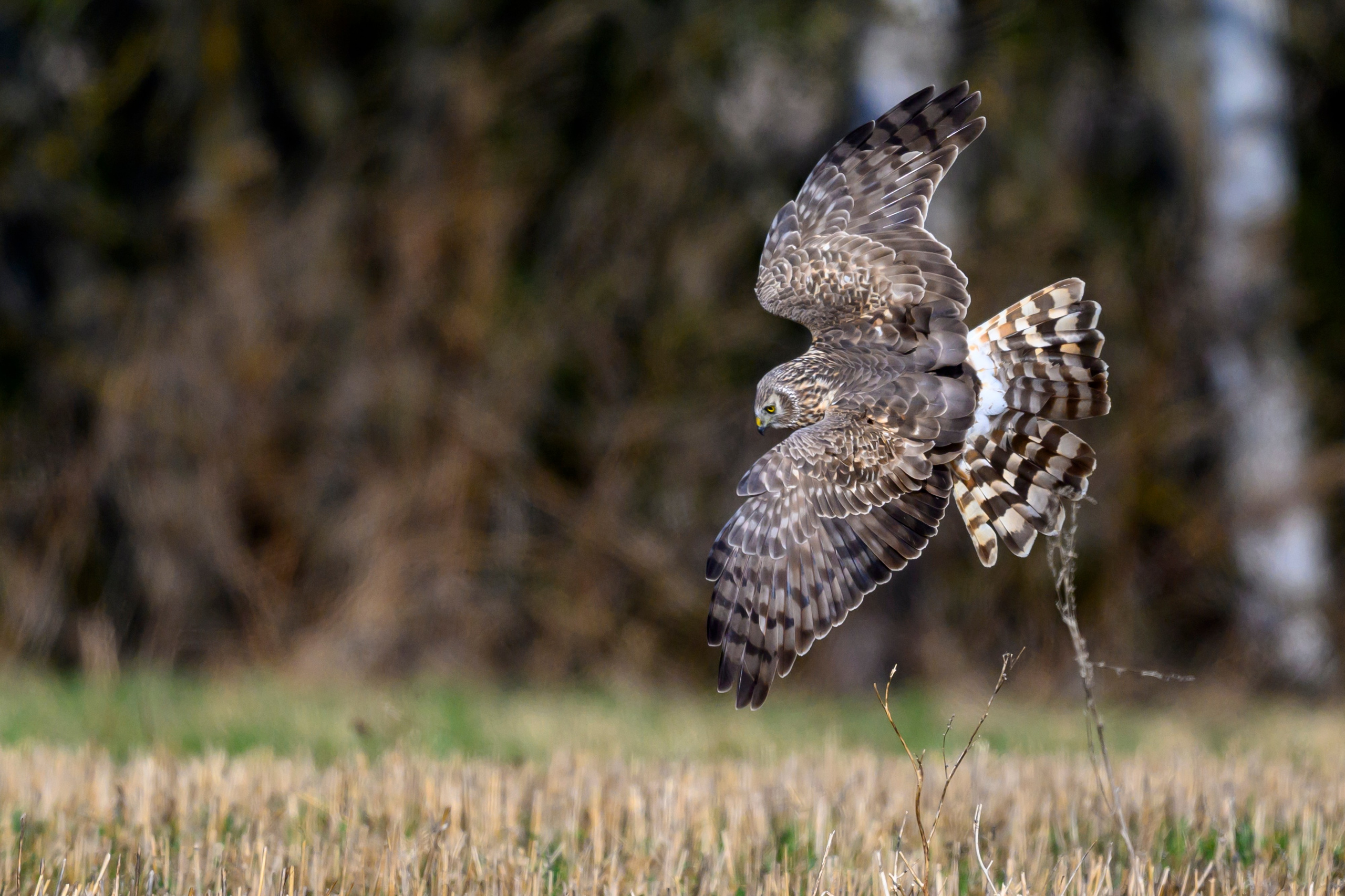 Луни. Wildlife photography by Sergey Puponin