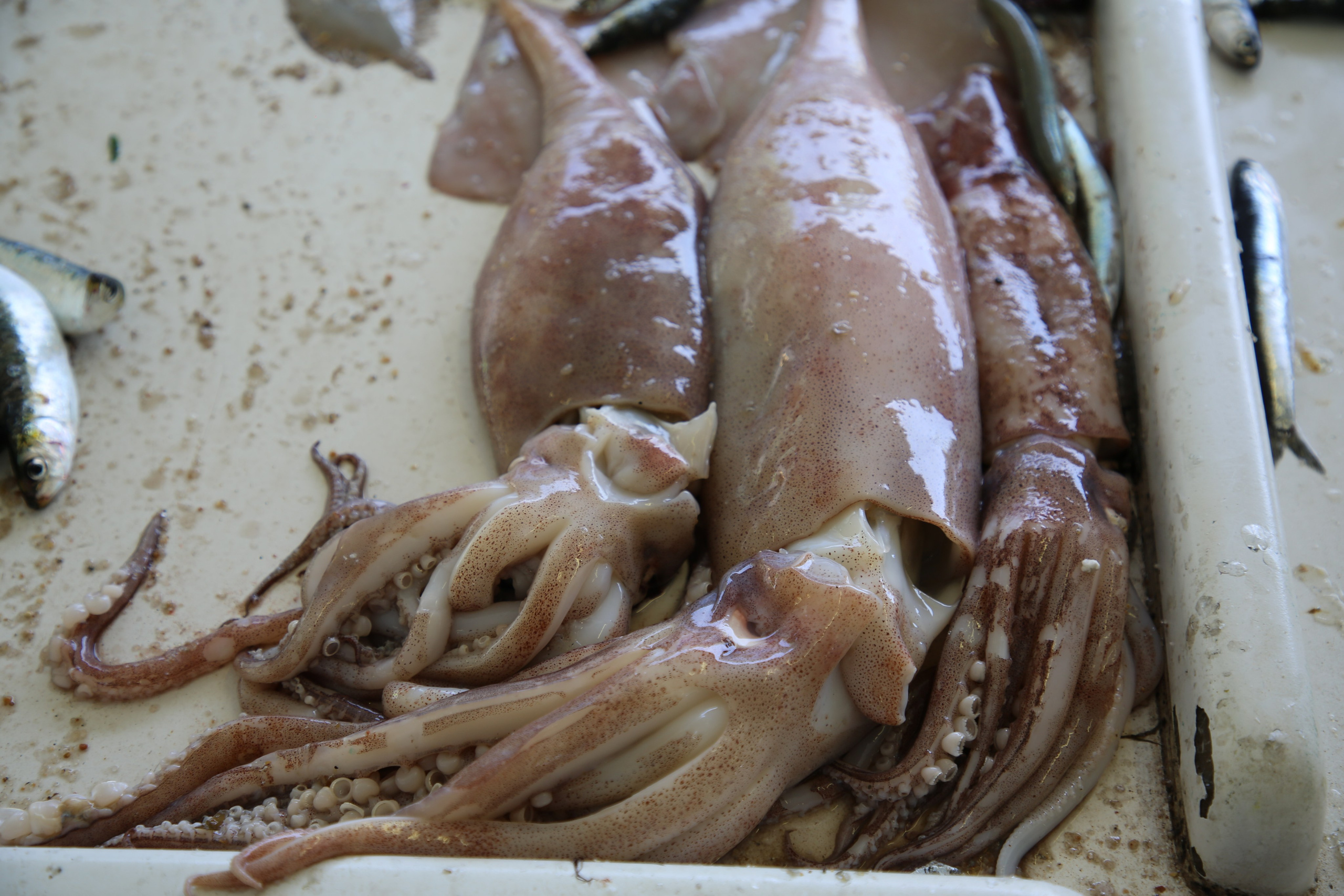 Espihnio, Portugal. Andrey Filippov Photographer