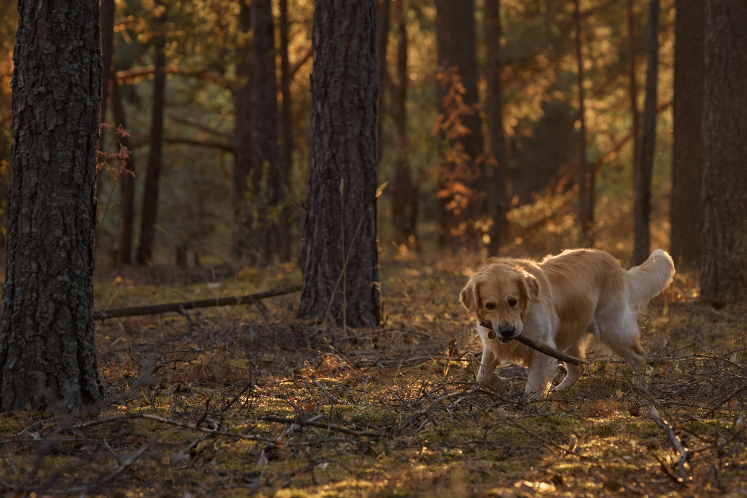 В Марийских лесах. Фотограф анималист в Казани Алина Сулейманова. Фотограф животных