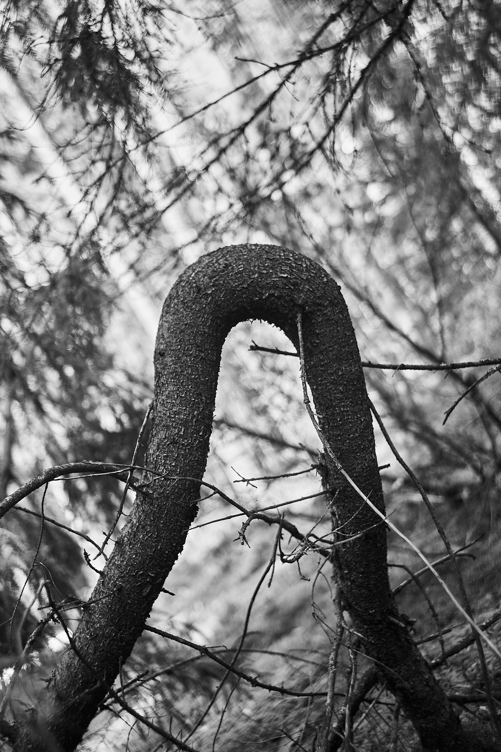 Формы Дерева 22г -…. Фотограф и оператор мероприятий, концертов и портретов в городе Москва