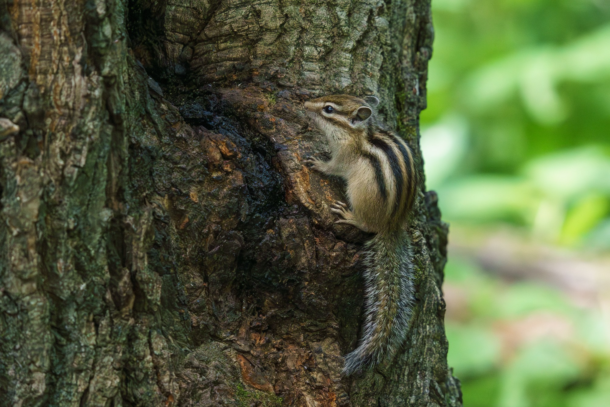 Животные. Ваш личный фотограф Марина Волкова