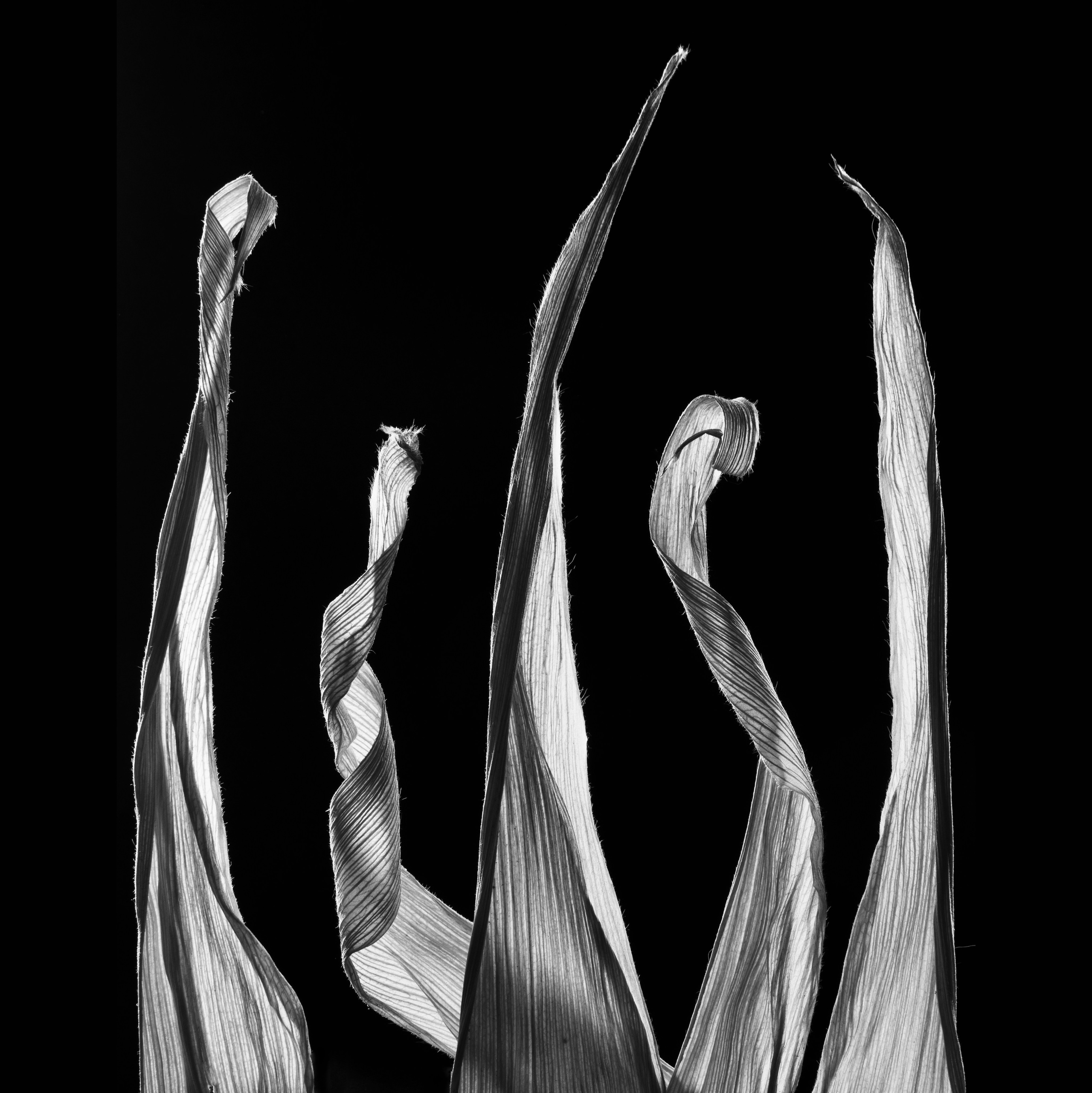 Цветы тревоги. Ксюша Черотченко — фотограф из Санкт-Петербурга