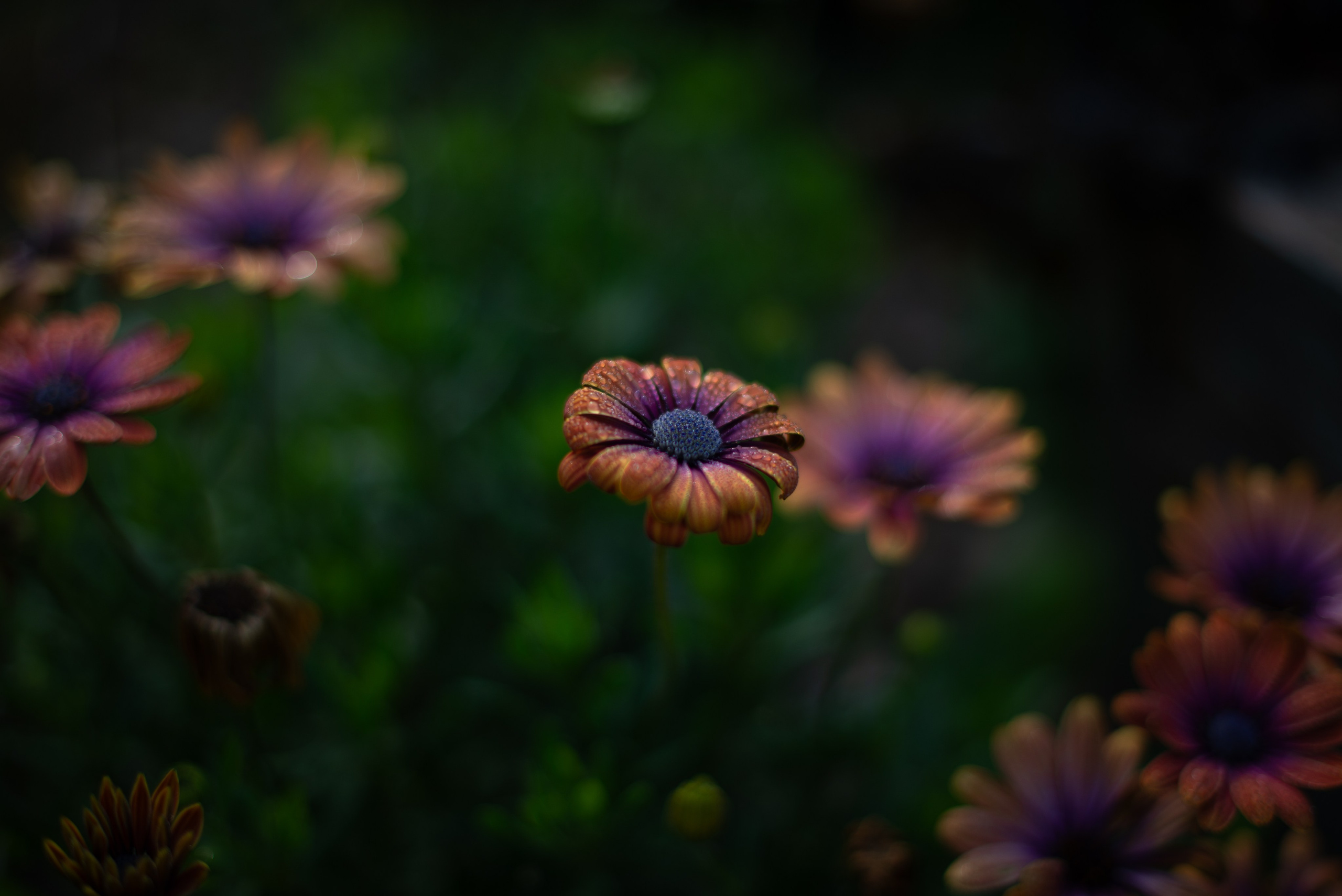 Цветы сада МГУ. Victoria Radjevna Репортажный Фотограф — Видеограф Москва • Санкт-Петербург