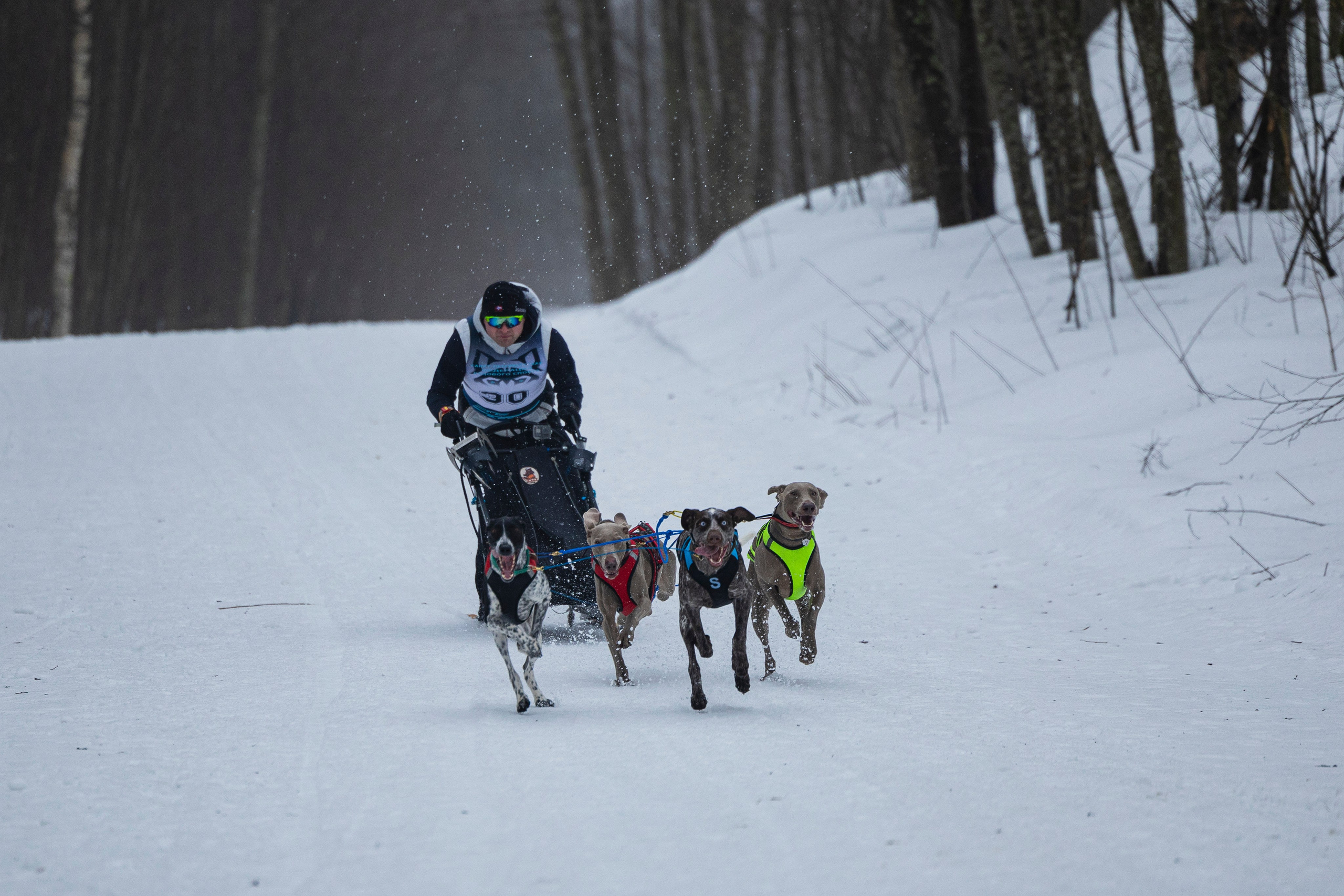 Зимний Чемпионат Санкт-Петербурга по ездовому спорту. Фотограф-анималист Анна Маринич
