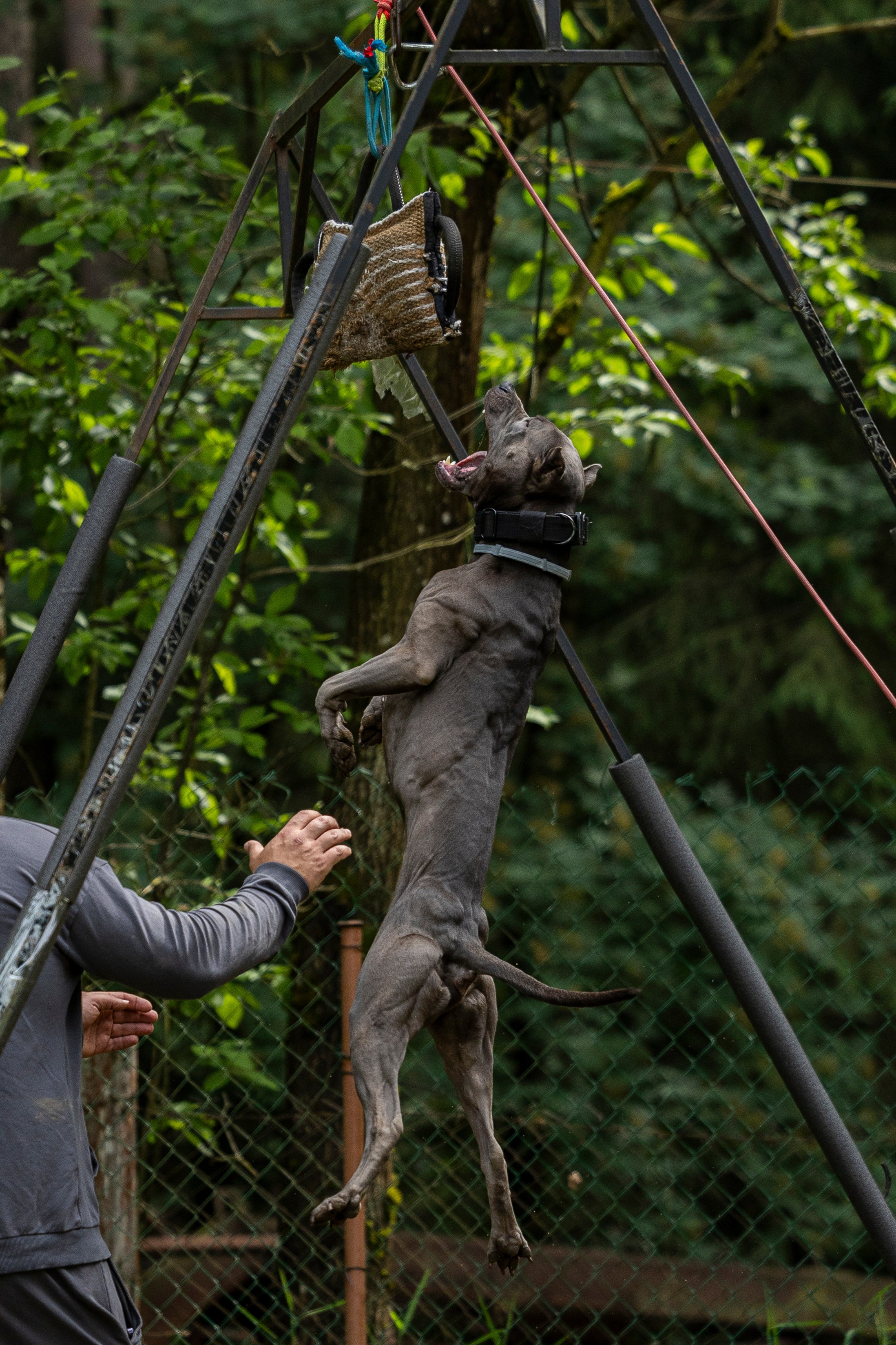 Пит-стафф многоборье. Фотограф-анималист Анна Маринич