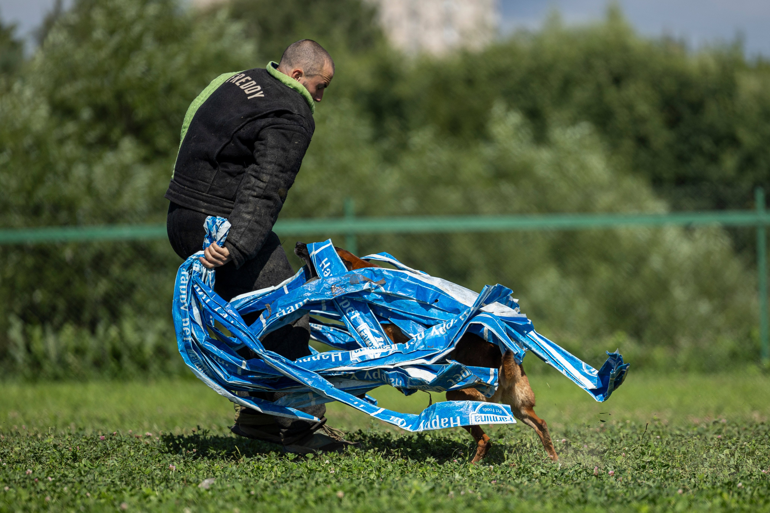 Соревнования по Мондьорингу г. Вологда 10-11.08.2024. Фотограф-анималист Анна Маринич