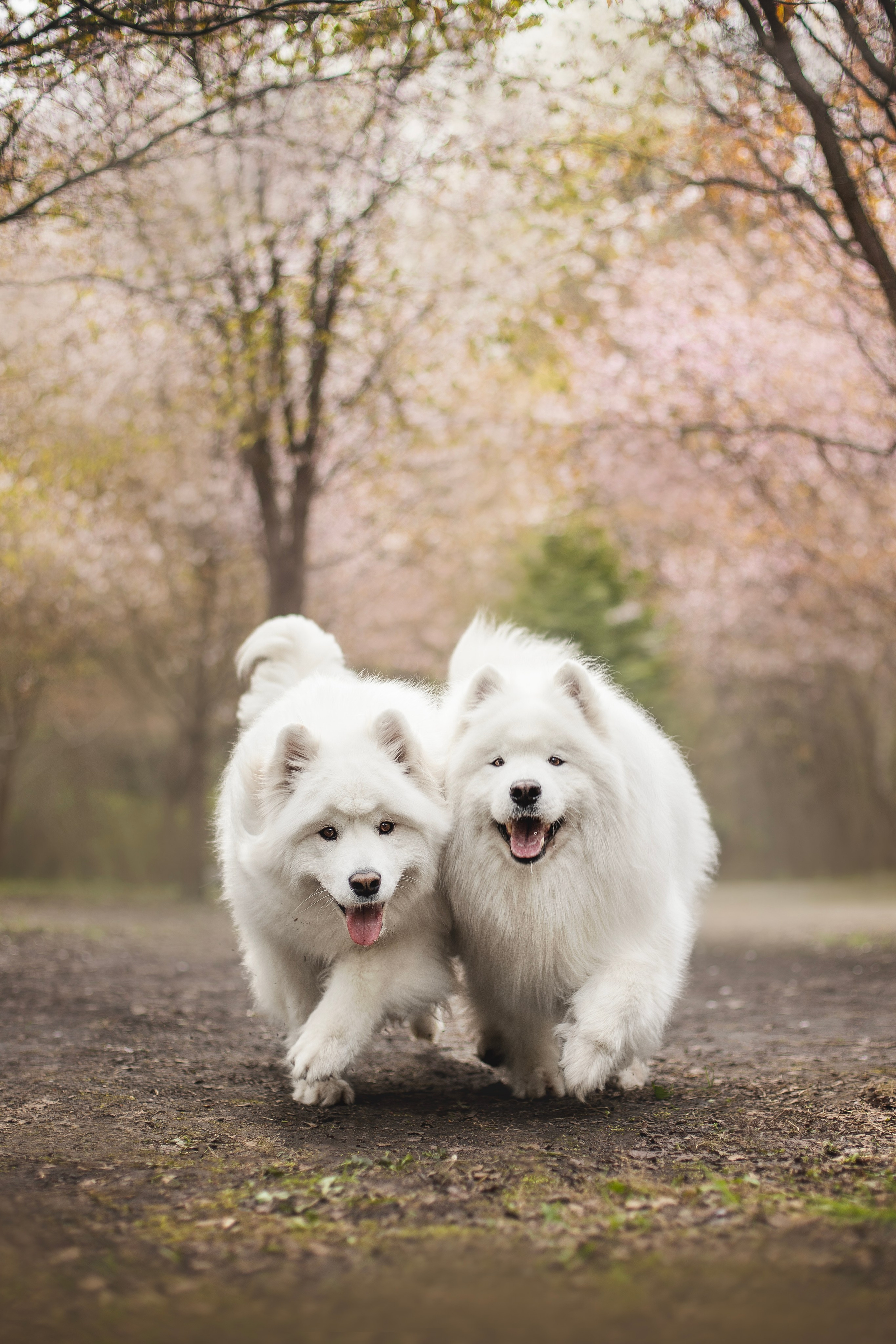 Фото собак, животных весной. Фотограф анималист в Москве Майорова Евгения