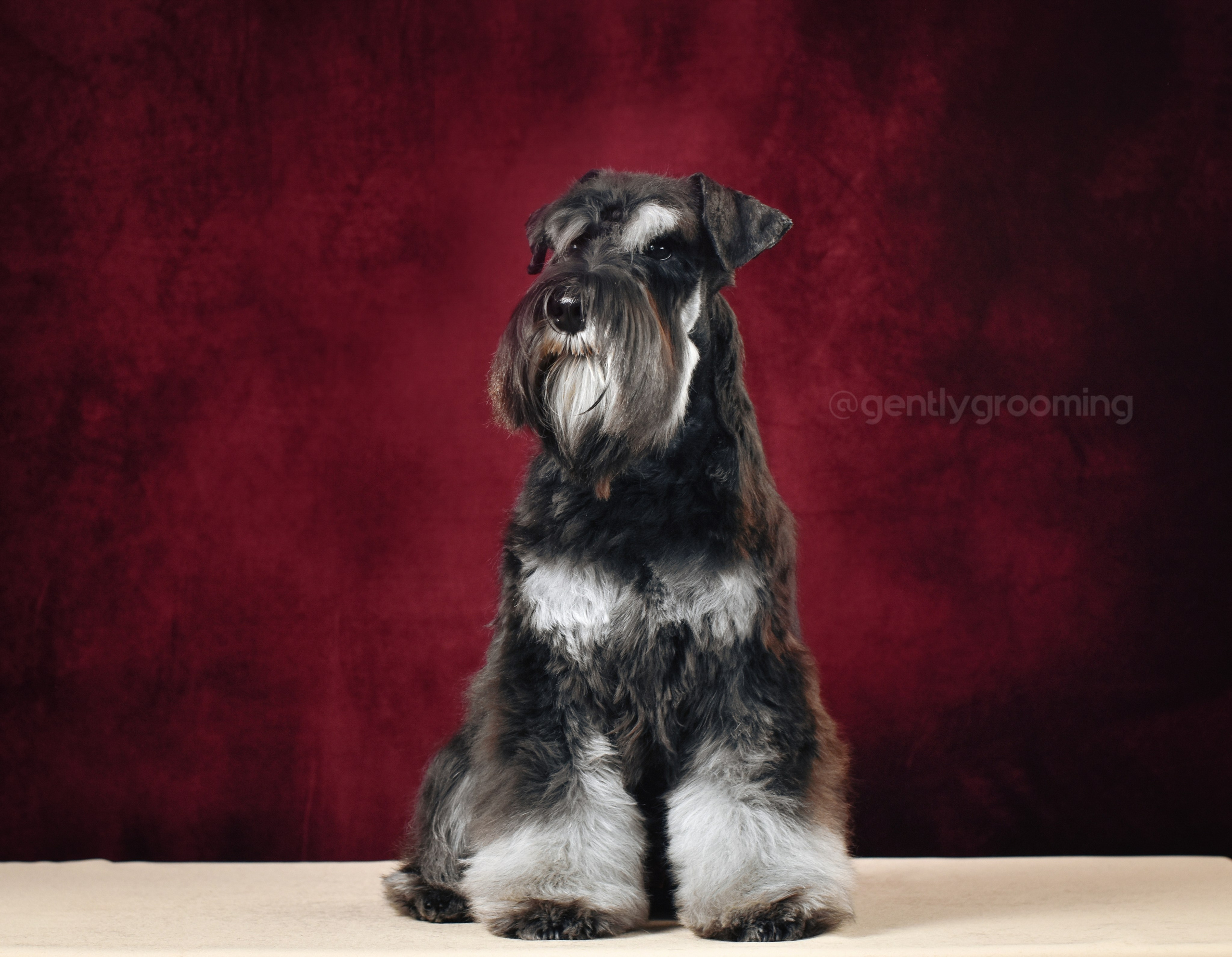 Шайн/Delinso Balance Oushen Moonshine. Питомник цвергшнауцеров в Беларуси «Делинсо Бэлэнс»