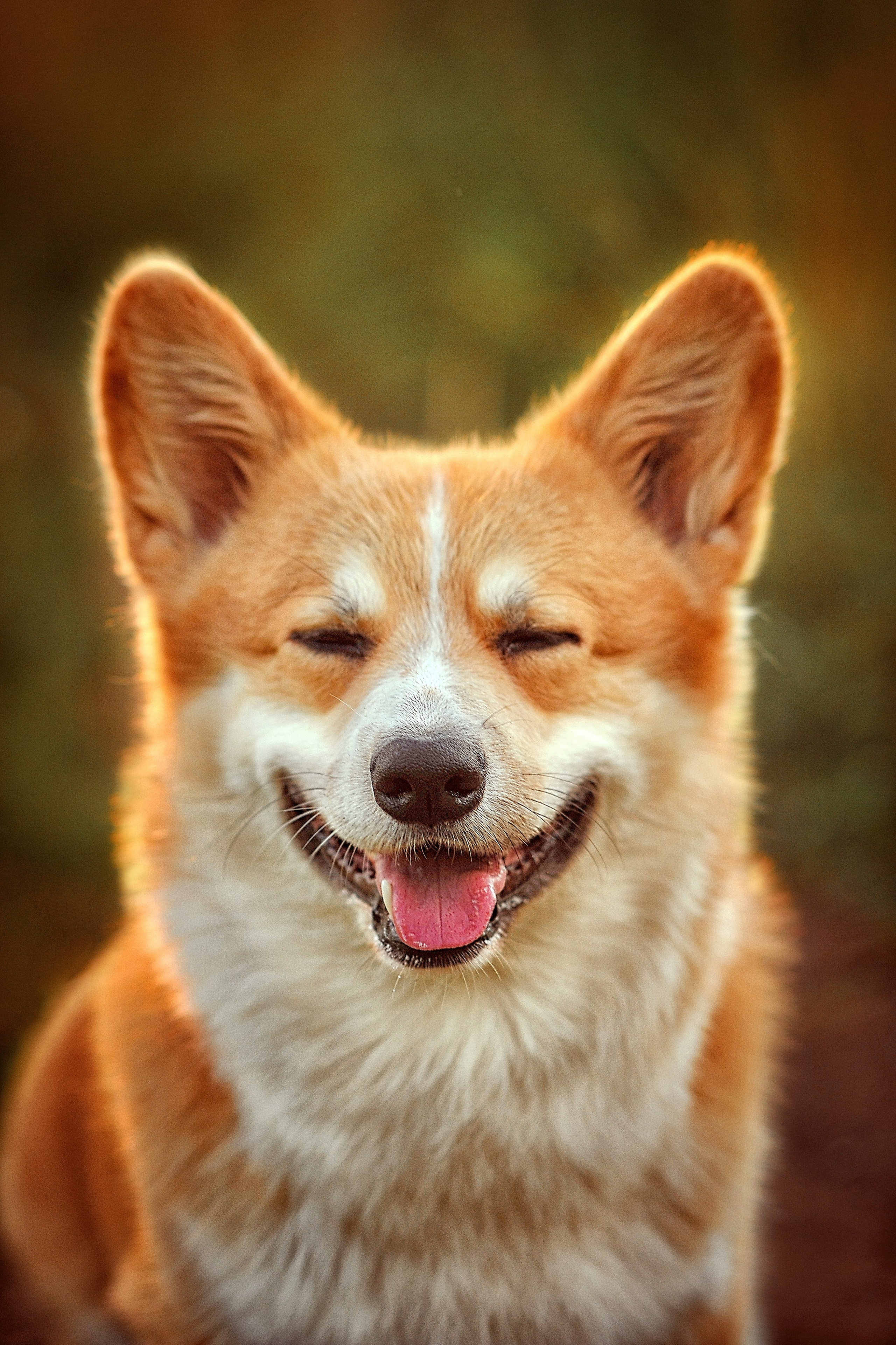 Фотосессия животных в Ижевских, фотограф животных. Детский, семейный фотограф в Ижевске и Москве Аксинья Лысенкова ADEN