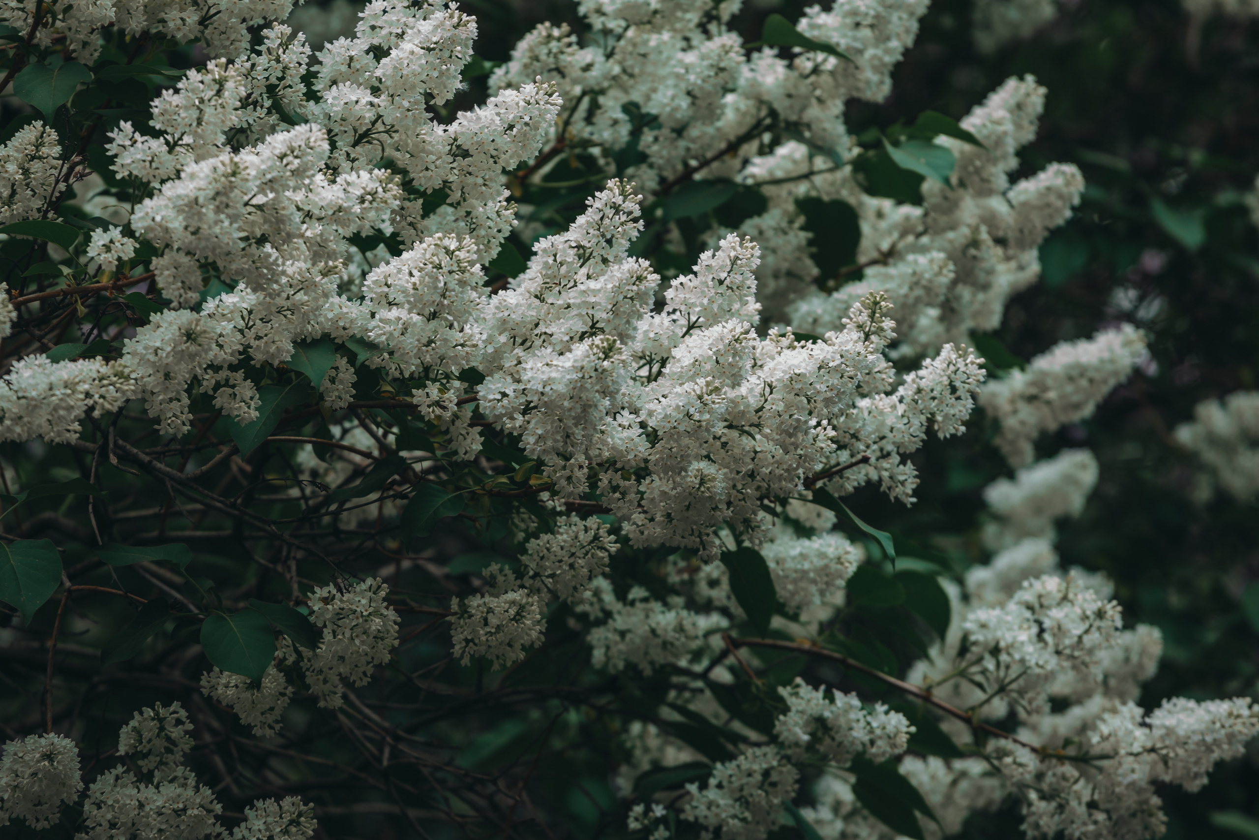 Юбилей Посохинских дворов. Фотограф Москва и область