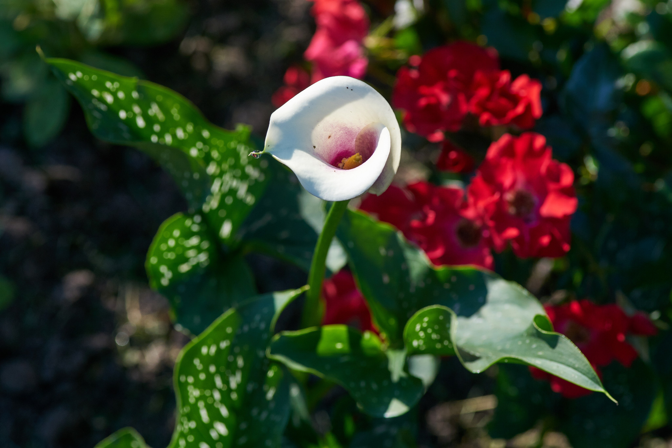 Наша мать — природа. Фотограф Владимир Артамонов