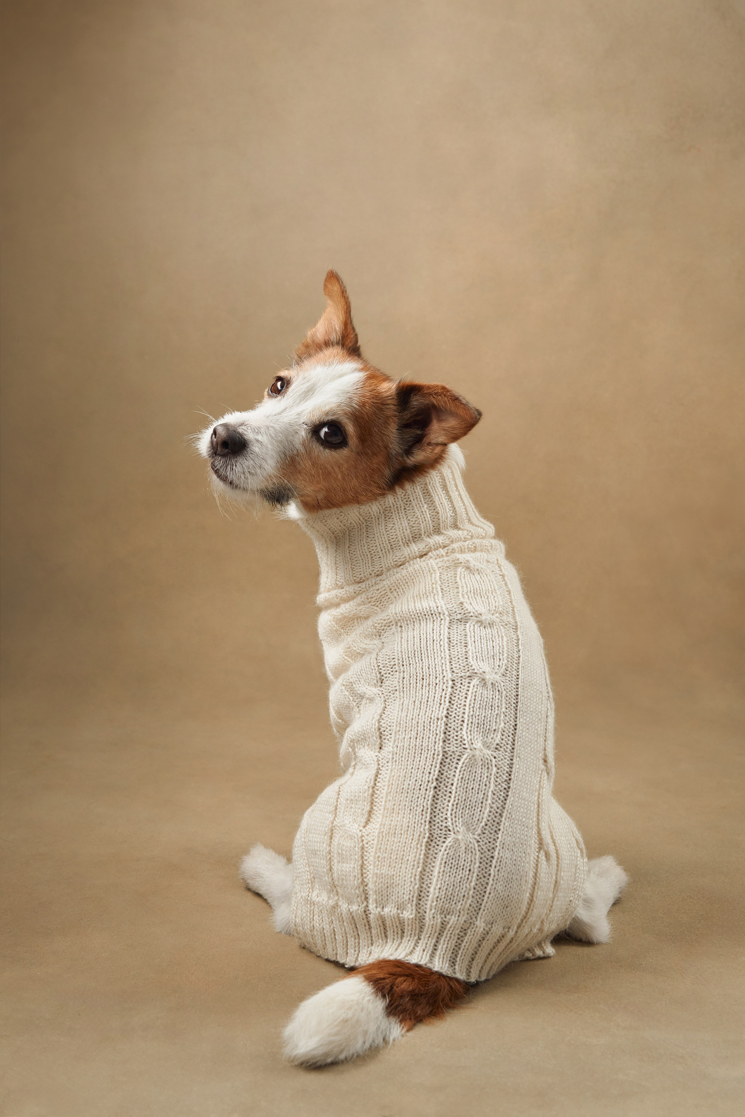 Advertising shooting with animals. Pets in advertising. Dog photographer Averianova Anna — Art photography of dogs