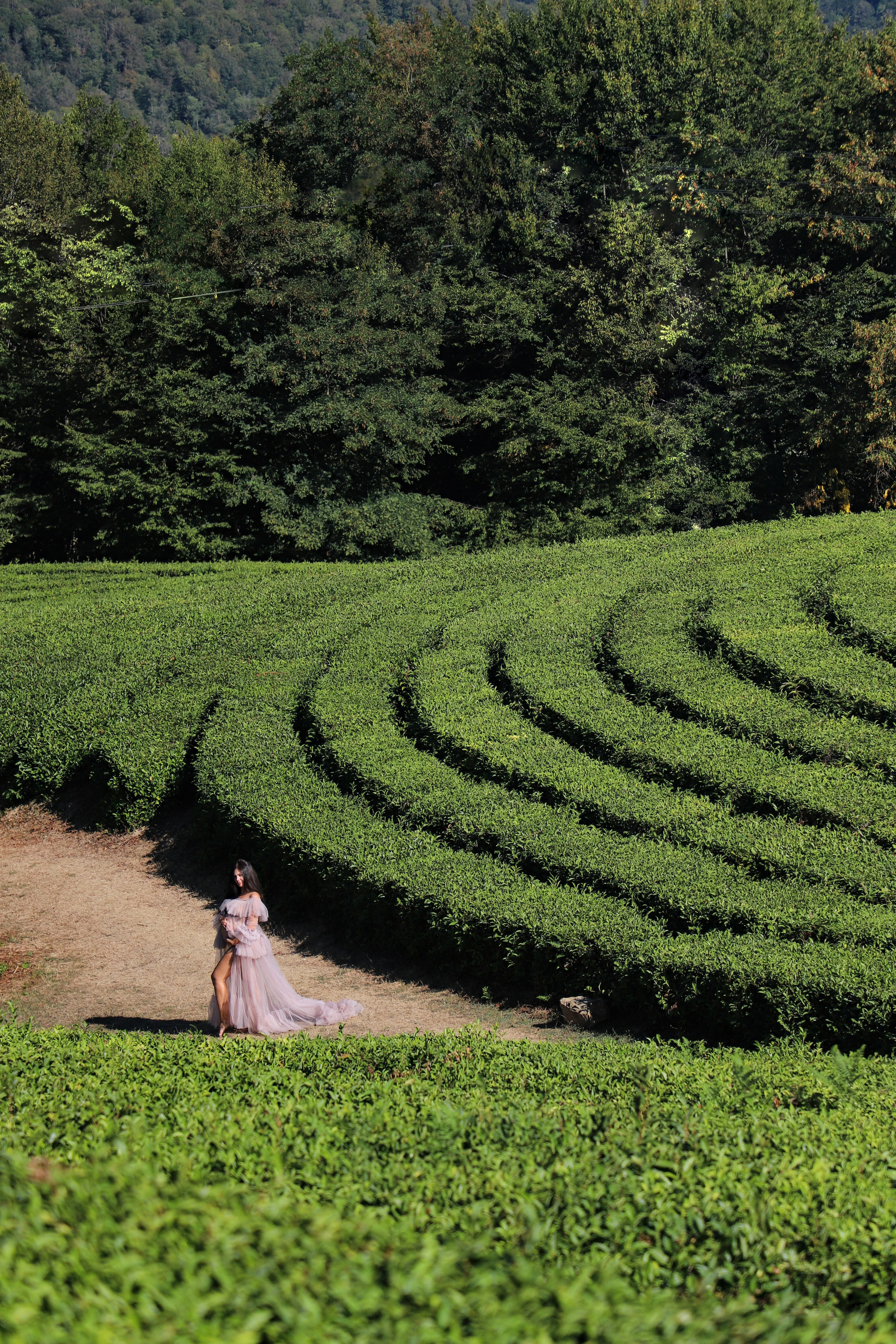 Беремняшка Мацеста чайные плантации 27.08. Главная