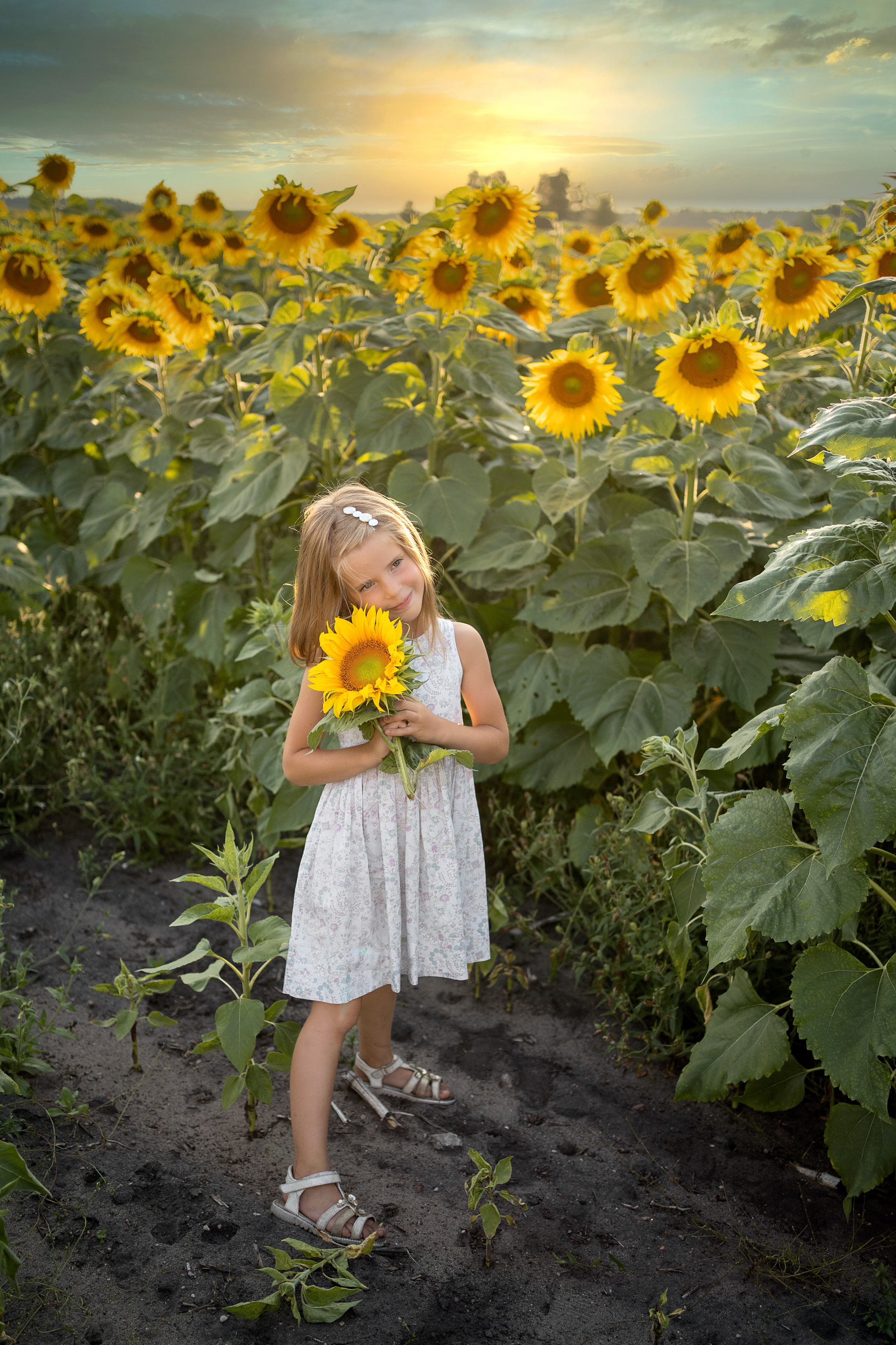 Подсолнухи. Семейный и свадебный фотограф Минск, Беларусь Анна Орловская
