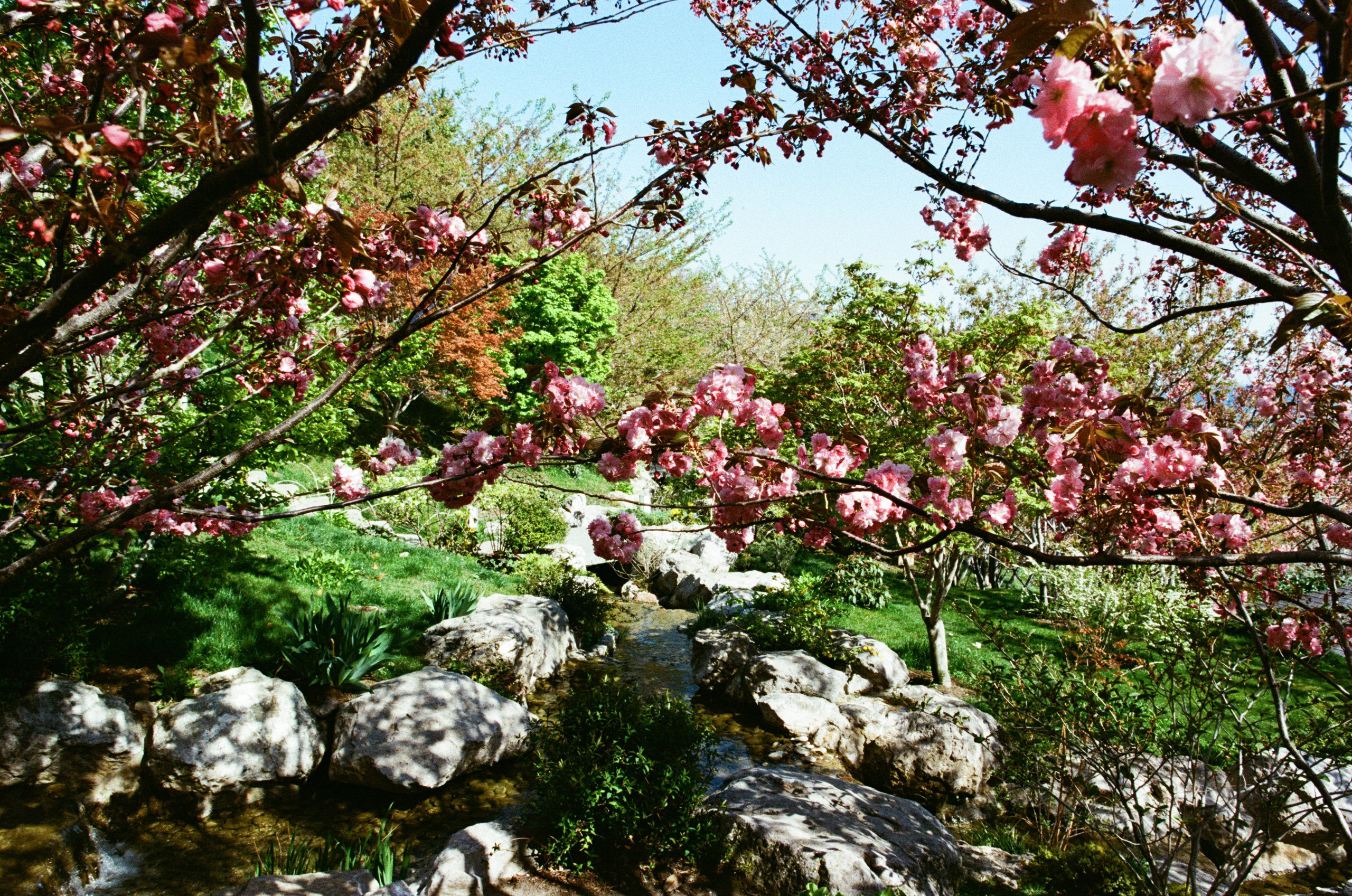 Sakura blues // ukraine, crimea IV. EVER EXPOSED