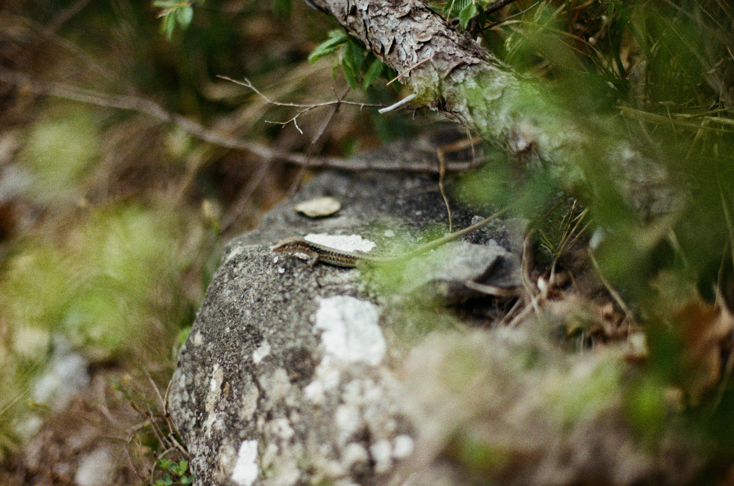 Silver strings // ukraine, crimea II. EVER EXPOSED